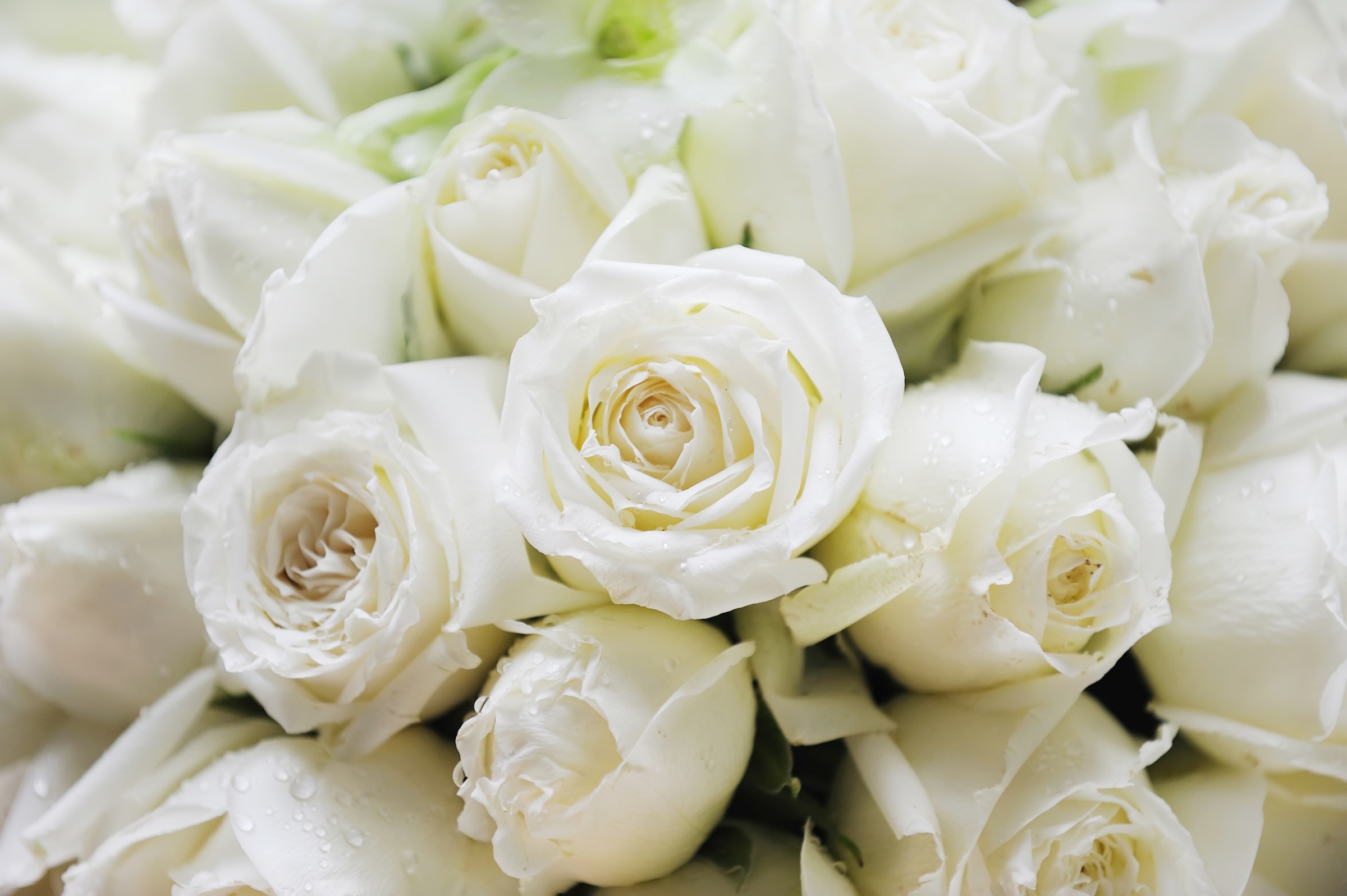 Image of Papermoon Fototapete "White Roses" glatt