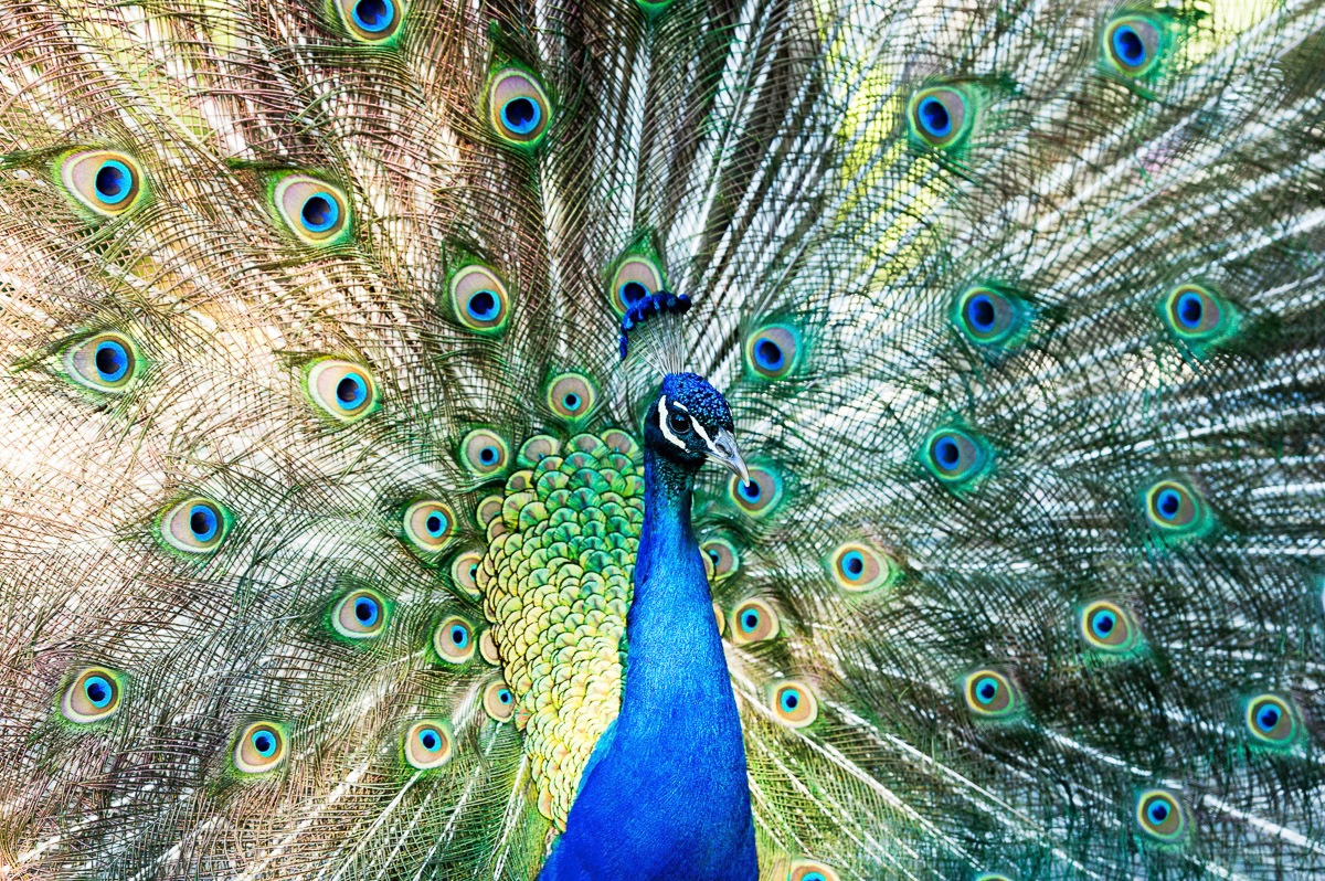 Image of Papermoon Fototapete »Pfau«, Vliestapete, hochwertiger Digitaldruck, inklusive Kleister bei Ackermann Versand Schweiz