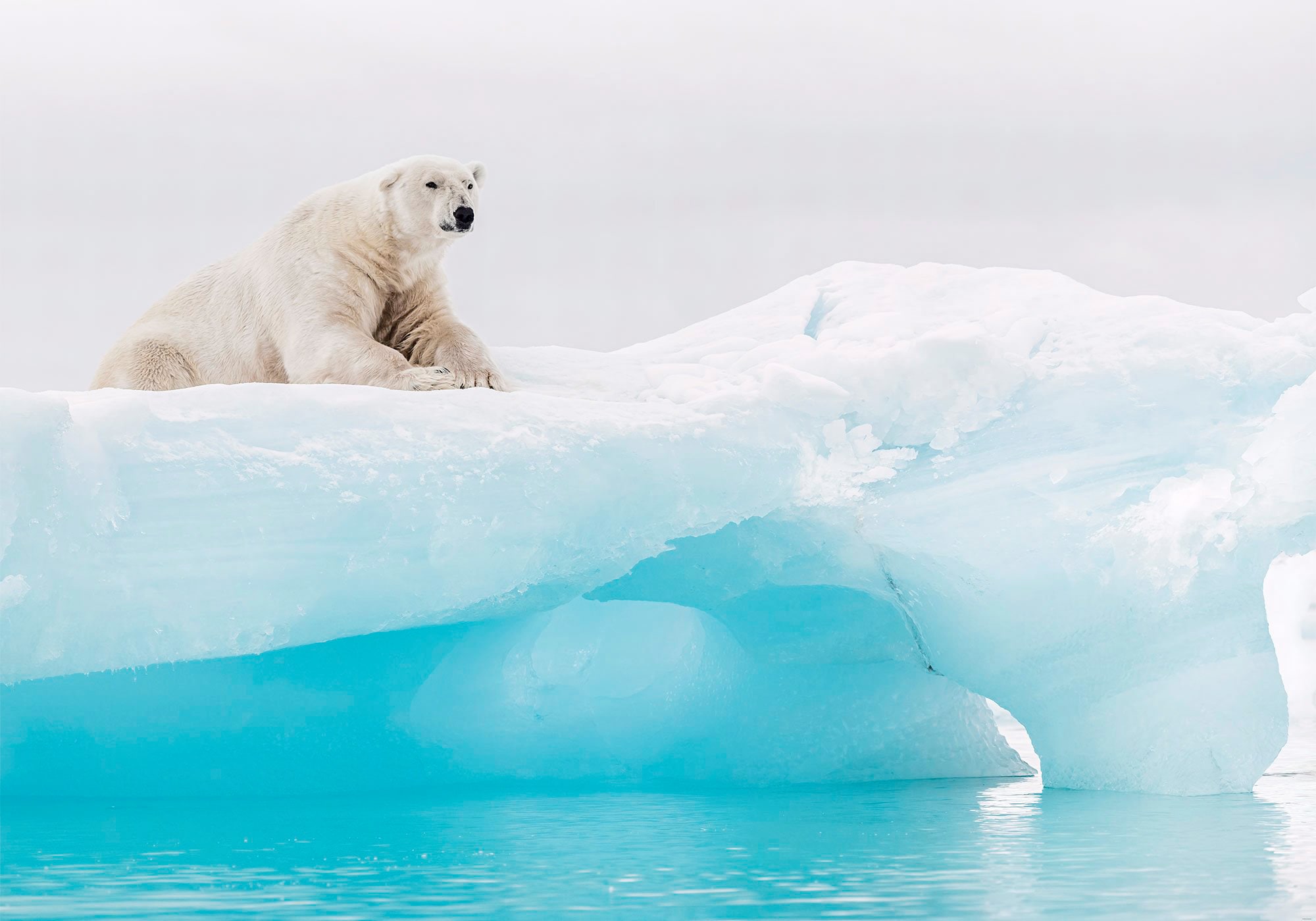 Image of Komar Fototapete »Arctic Polar Bear«, bedruckt-Comic-Retro-mehrfarbig, BxH: 400x280 cm bei Ackermann Versand Schweiz