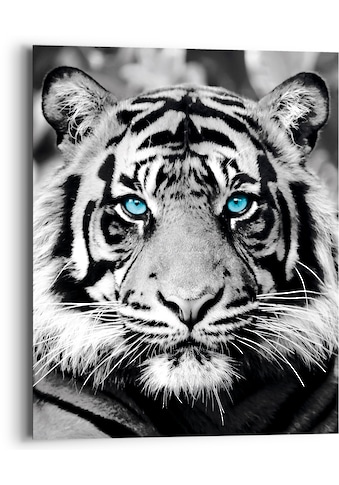 Reinders! Holzbild »Blue Eyed Tiger«, (1 St.) kaufen