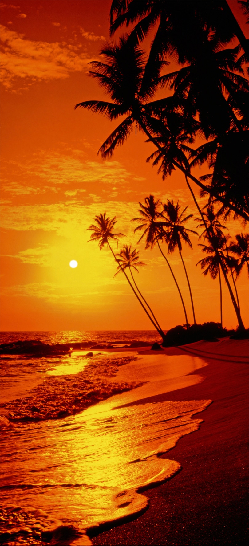 Image of Papermoon Fototapete "Sunny Palms - Türtapete" matt