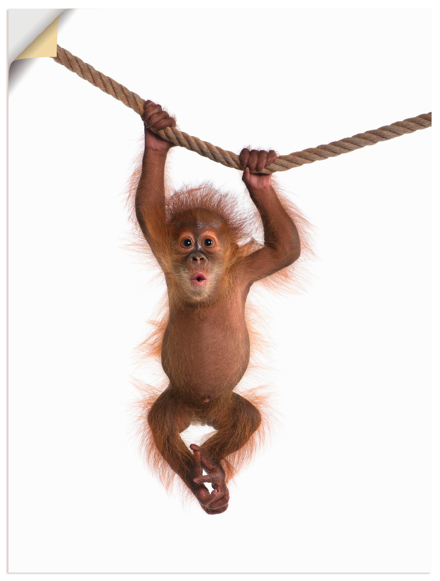 Image of Artland Wandbild »Baby Orang Utan hängt an Seil II«, Wildtiere, (1 St.), in vielen Grössen & Produktarten - Alubild / Outdoorbild für den Aussenbereich, Leinwandbild, Poster, Wandaufkleber / Wandtattoo auch für Badezimmer geeignet bei Ackermann Versand Sc