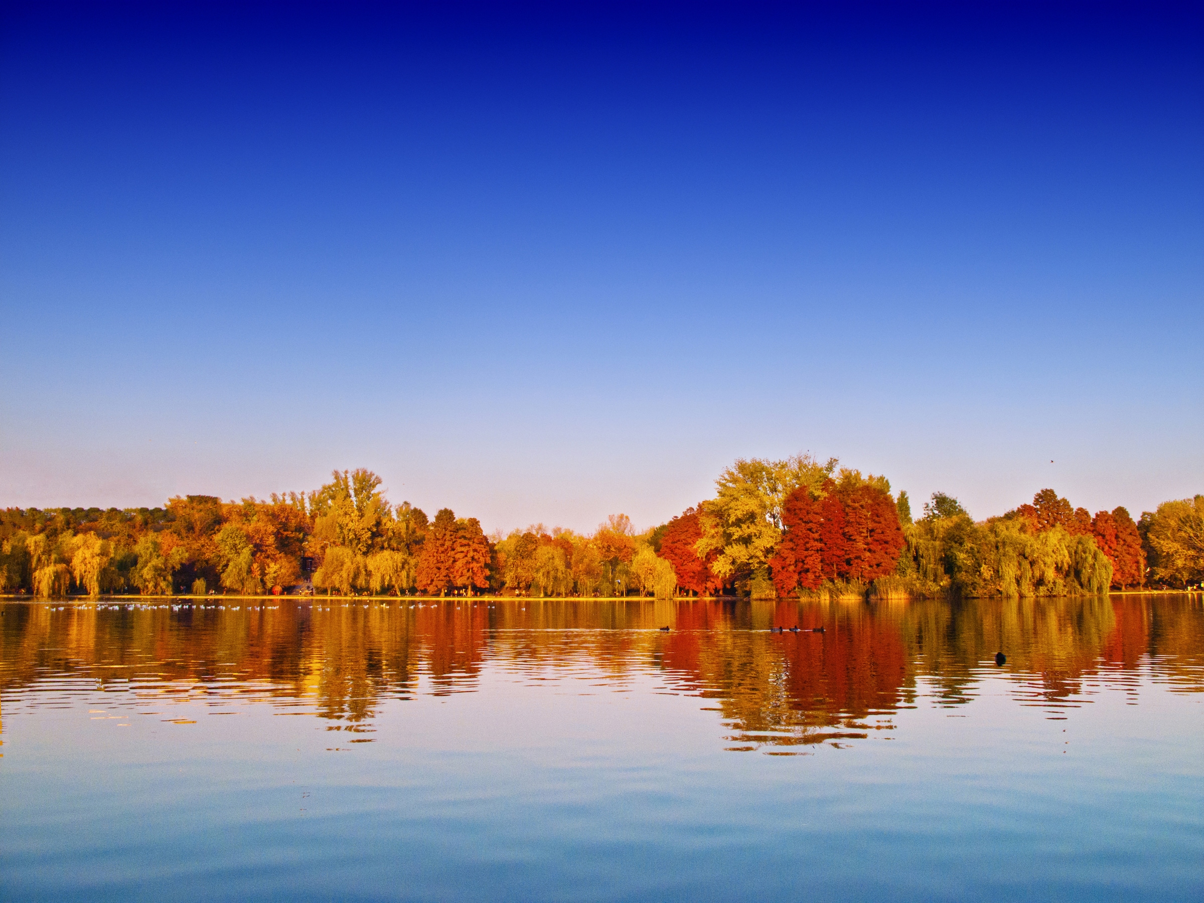 Image of Papermoon Fototapete "Autumn Lake" glatt