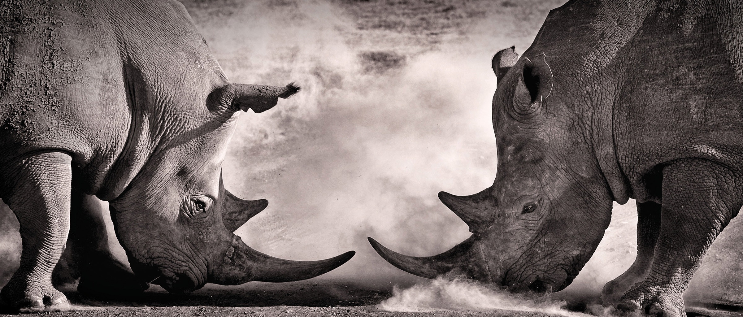 Image of Bönninghoff Leinwandbild »Nashörnern«, (1 St.) bei Ackermann Versand Schweiz