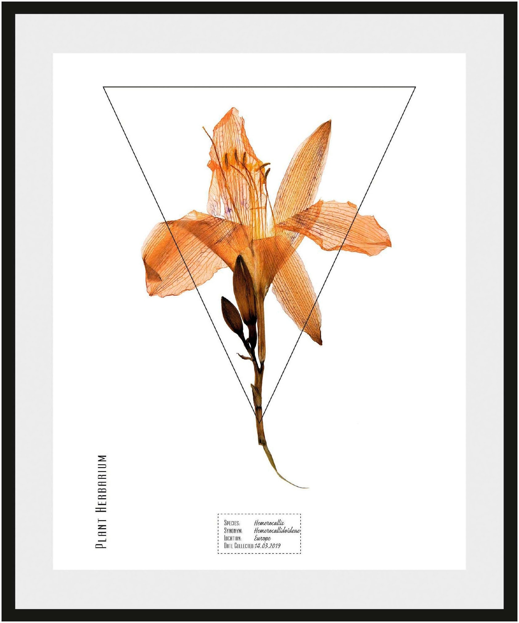 Image of andas Bild »Pflanze Hemerocallis«, mit Rahmen bei Ackermann Versand Schweiz