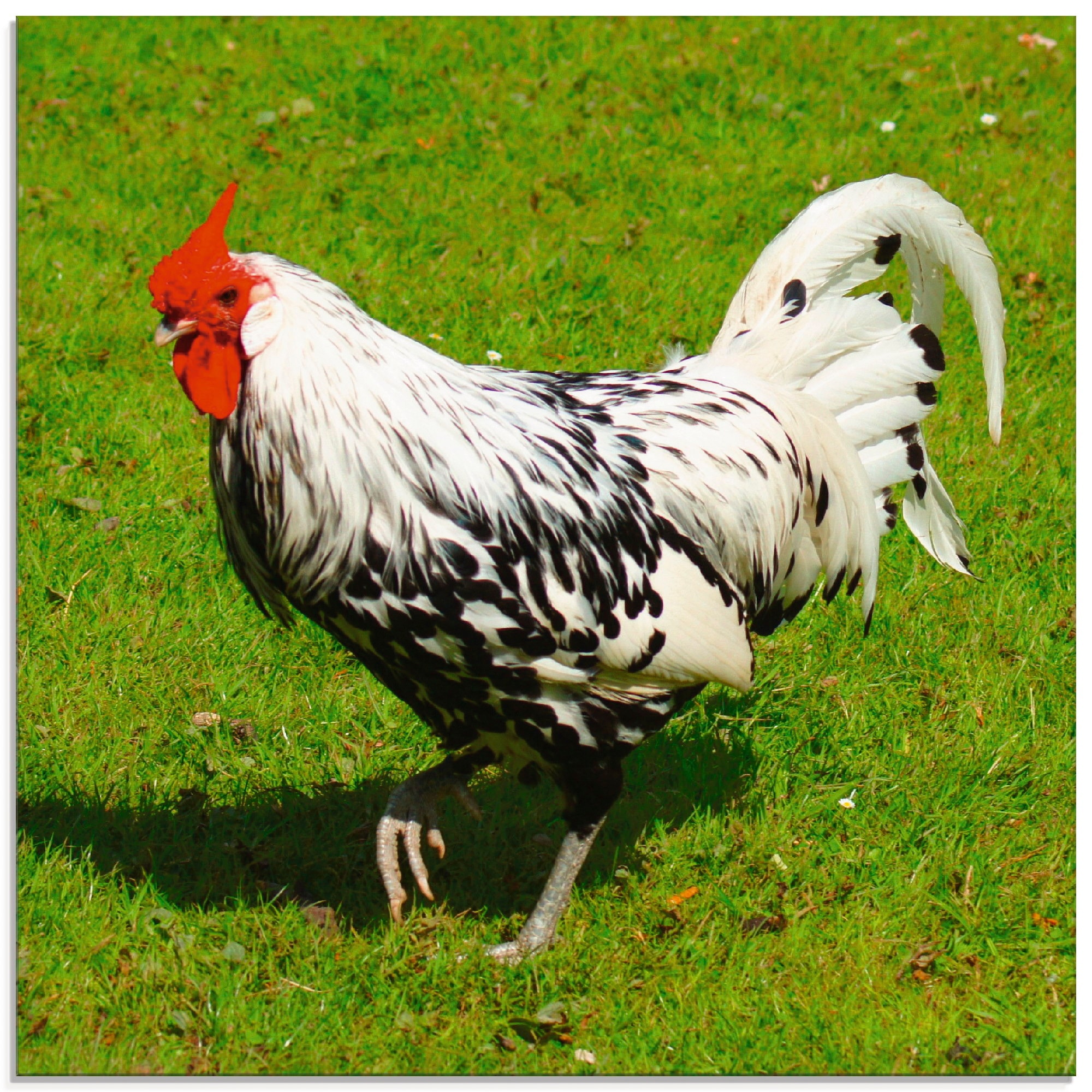 Image of Artland Glasbild "Gepunktetes Huhn" Vögel 1 Stk. tlg. in verschiedenen Grössen