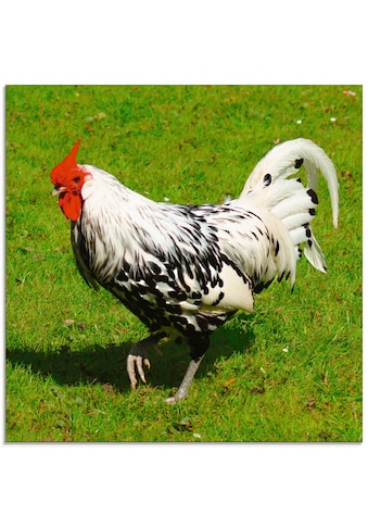 Glasbild »Gepunktetes Huhn«, Vögel, (1 St.)
