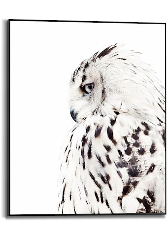 Reinders! Bild mit Rahmen »White Owl«, (1 St.) kaufen