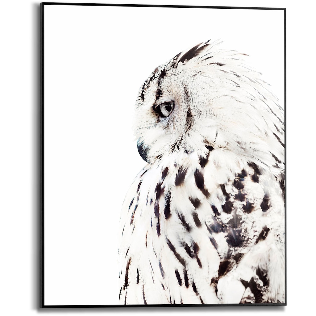 Reinders! Bild mit Rahmen »White Owl«, (1 St.)