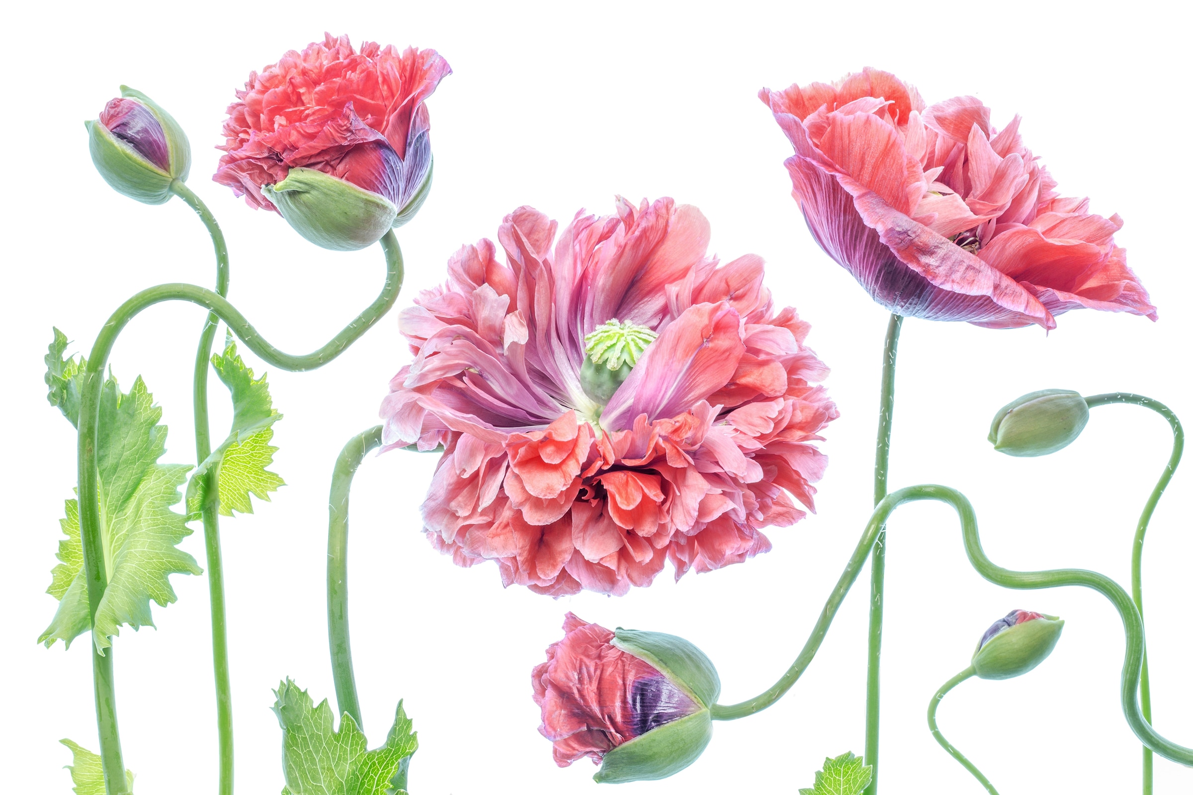 Fototapete »Photo-Art MANDY DISHER, SCHICK«