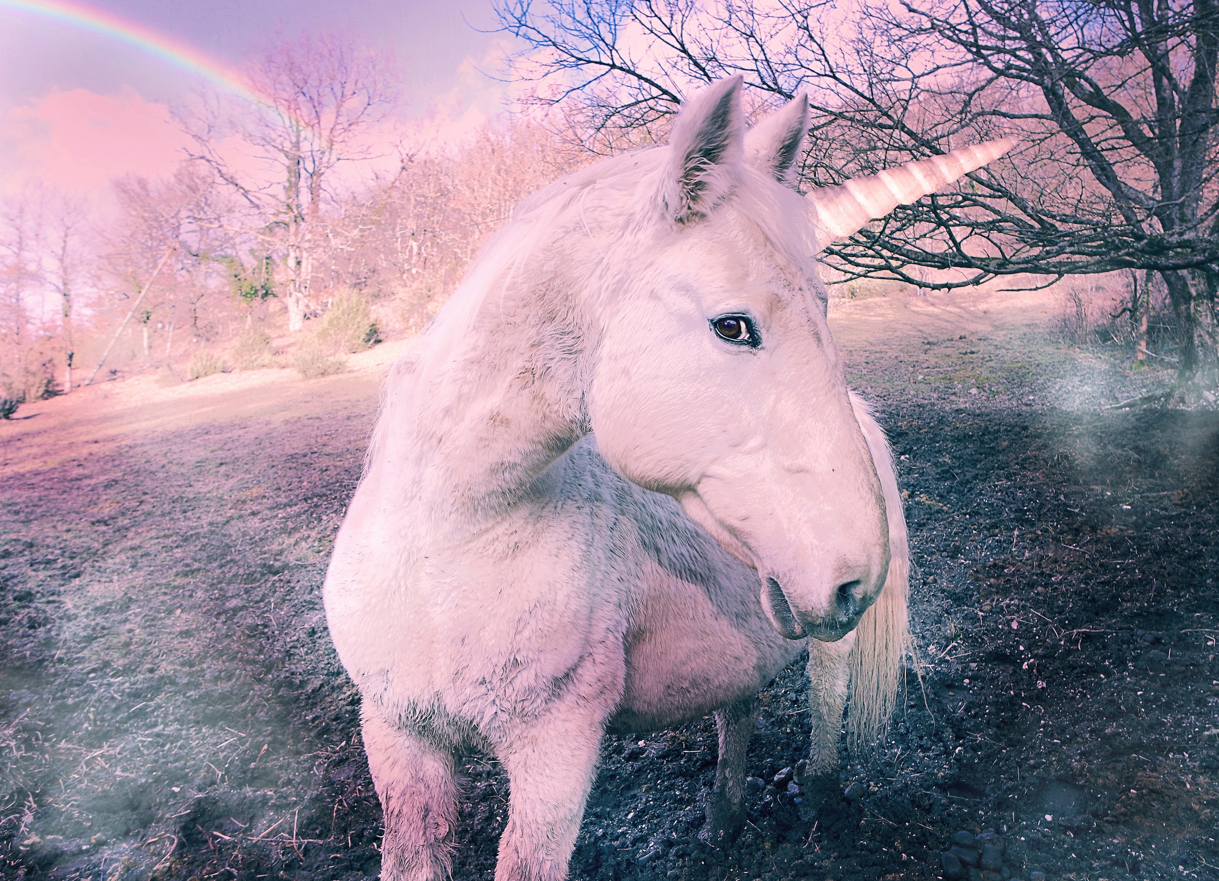 Image of Papermoon Fototapete "Unicorn" glatt