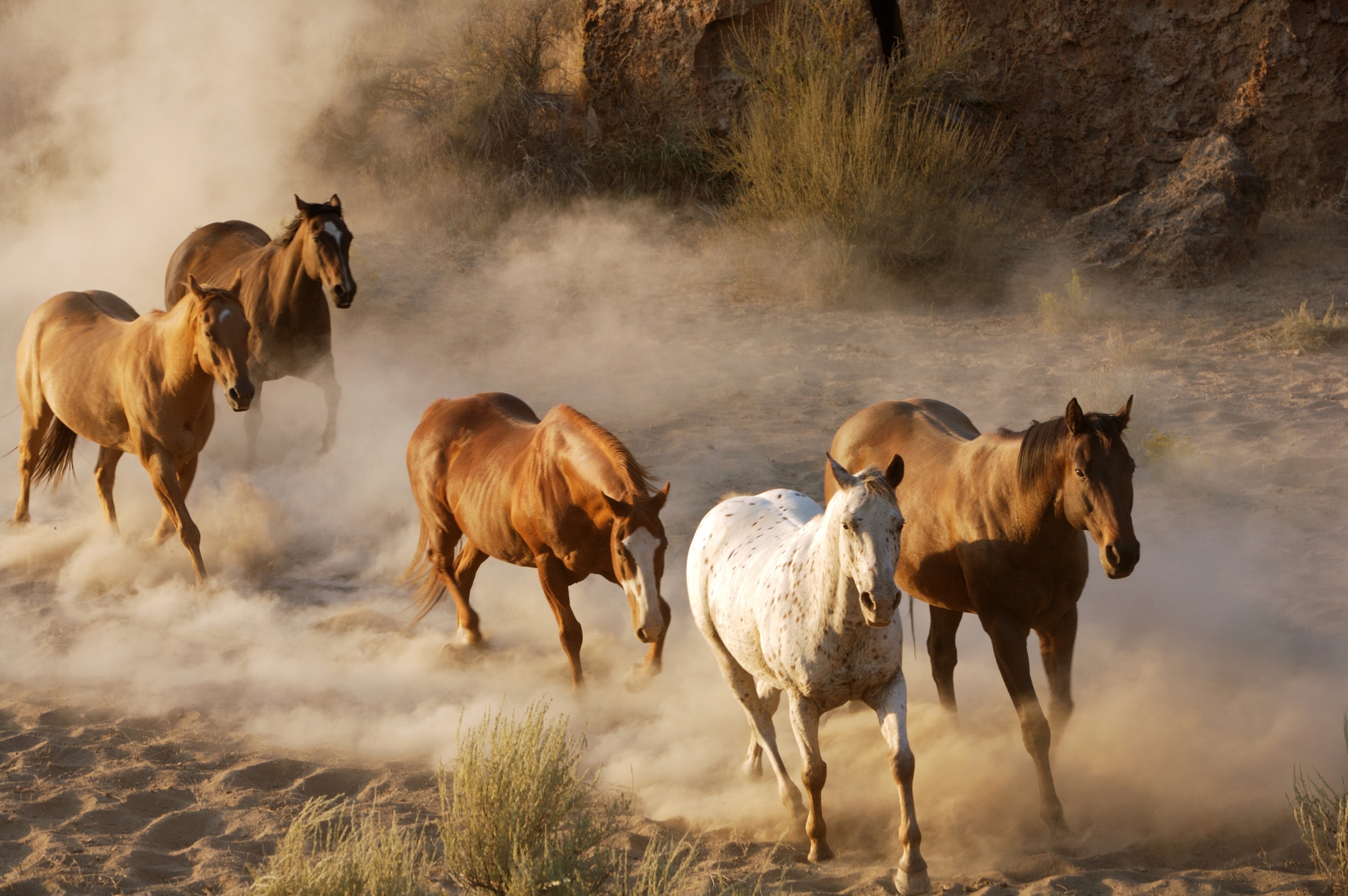 Image of Papermoon Fototapete "Wild Horses" glatt