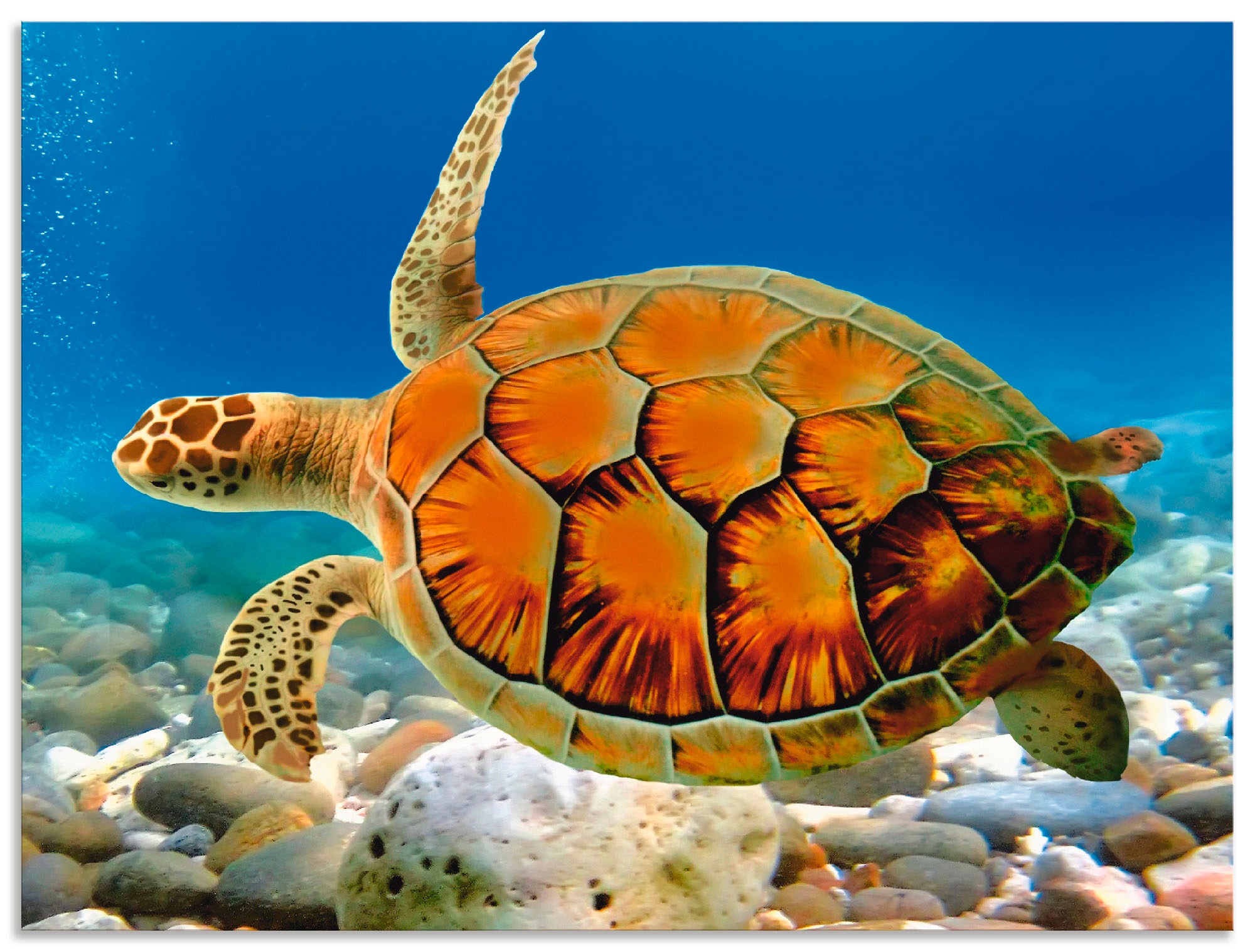 Image of Artland Wandbild »Schildkröte«, Wassertiere, (1 St.), in vielen Grössen & Produktarten - Alubild / Outdoorbild für den Aussenbereich, Leinwandbild, Poster, Wandaufkleber / Wandtattoo auch für Badezimmer geeignet bei Ackermann Versand Schweiz