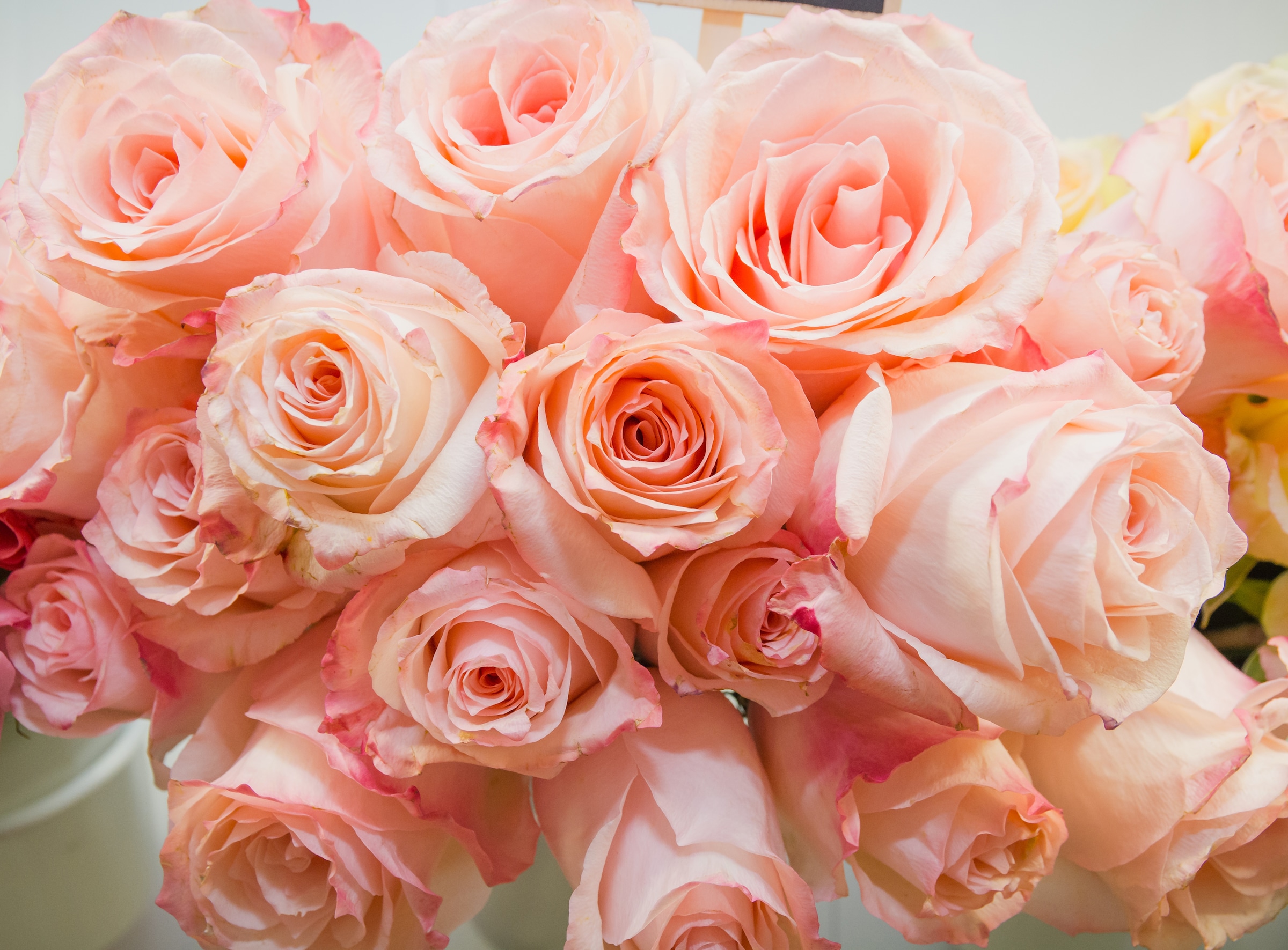 Papermoon Fototapete »Pink Roses« glatt