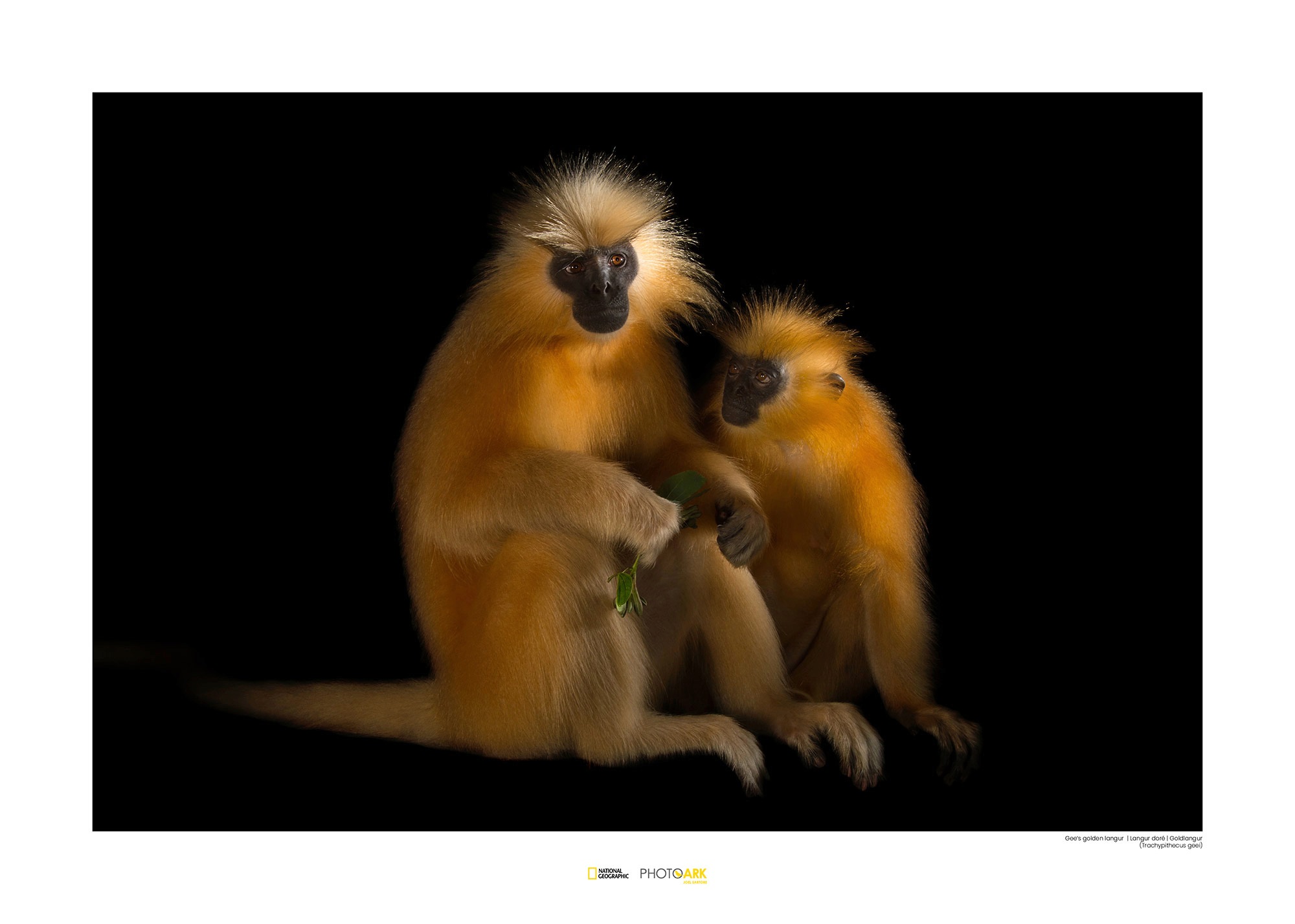 Image of Komar Poster »Gee‘s Golden Langur«, Tiere, Höhe: 50cm bei Ackermann Versand Schweiz