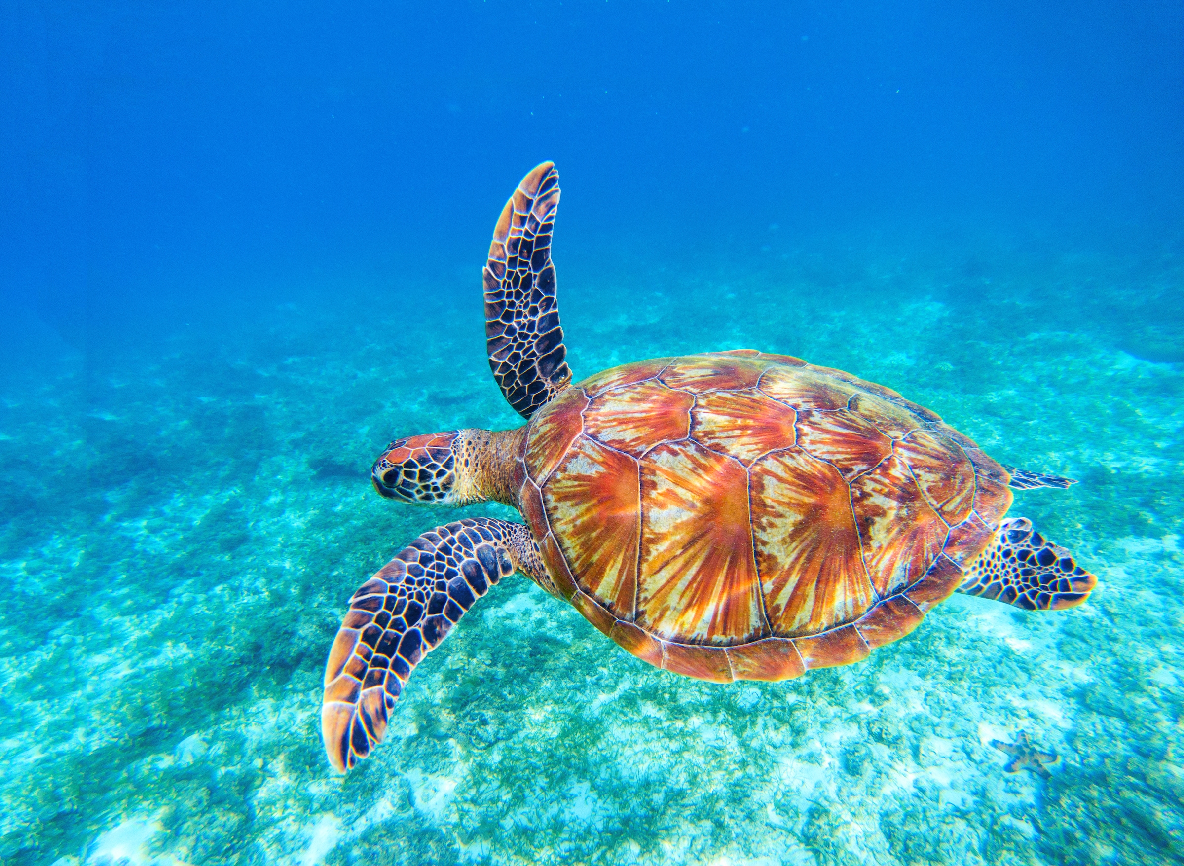 Image of Papermoon Fototapete "Big Green Sea Turtle" glatt