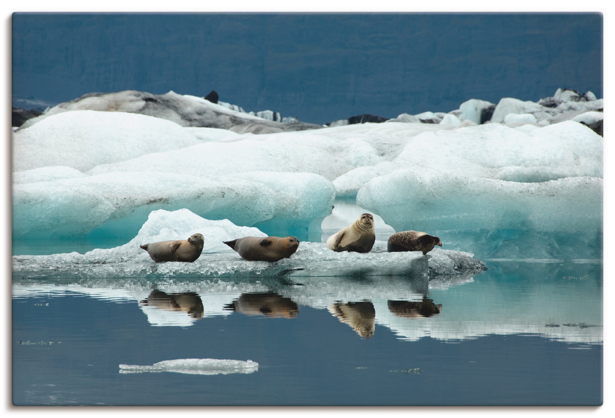 Image of Artland Wandbild »Seehunde«, Wassertiere, (1 St.), in vielen Grössen & Produktarten - Alubild / Outdoorbild für den Aussenbereich, Leinwandbild, Poster, Wandaufkleber / Wandtattoo auch für Badezimmer geeignet bei Ackermann Versand Schweiz