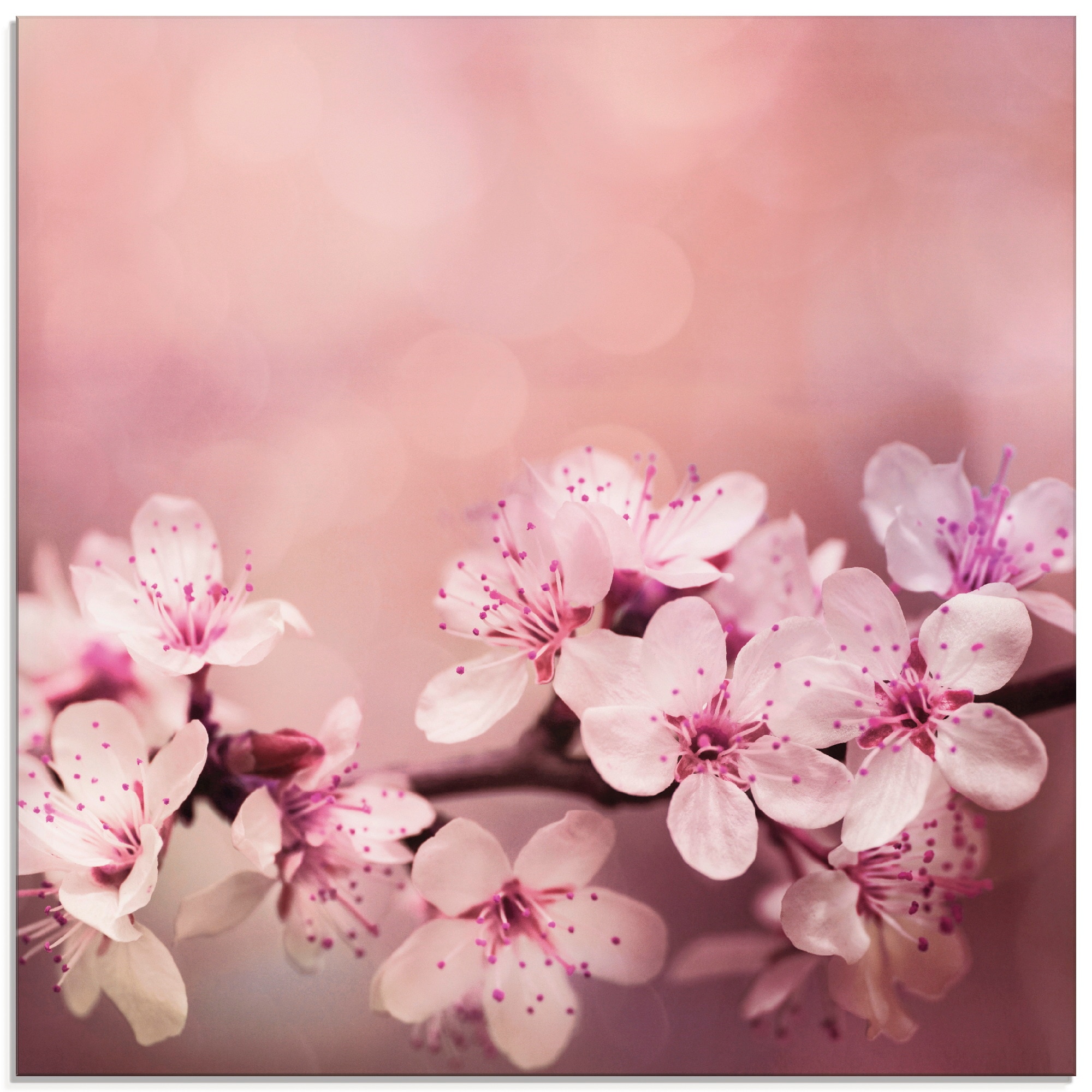 Image of Artland Glasbild "Kirschblüten" Blumen 1 Stk. tlg. in verschiedenen Grössen