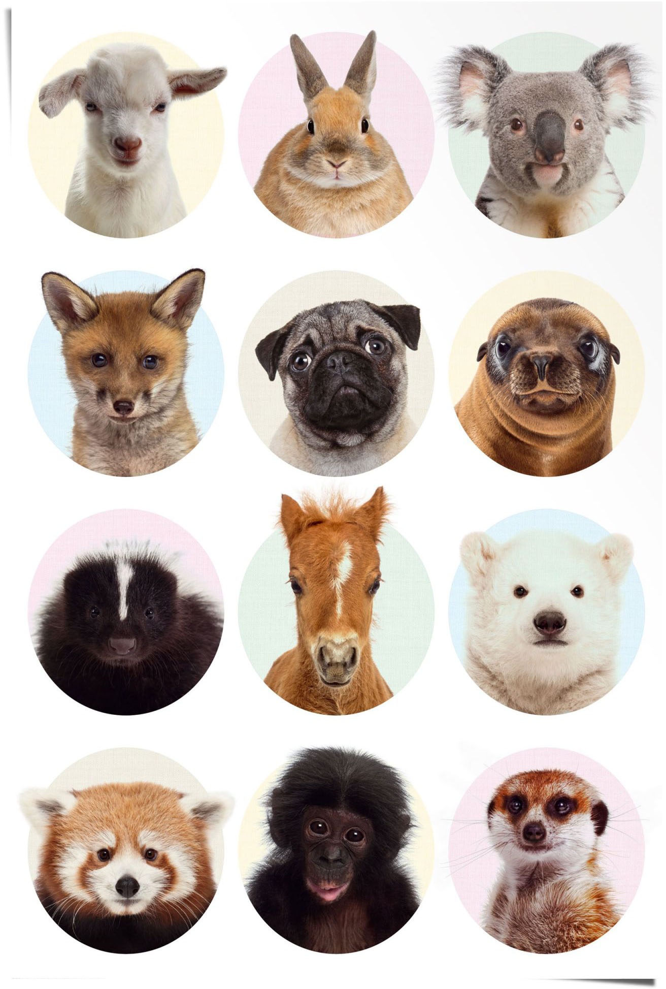 Image of Reinders! Poster »Jungtiere«, (1 St.) bei Ackermann Versand Schweiz