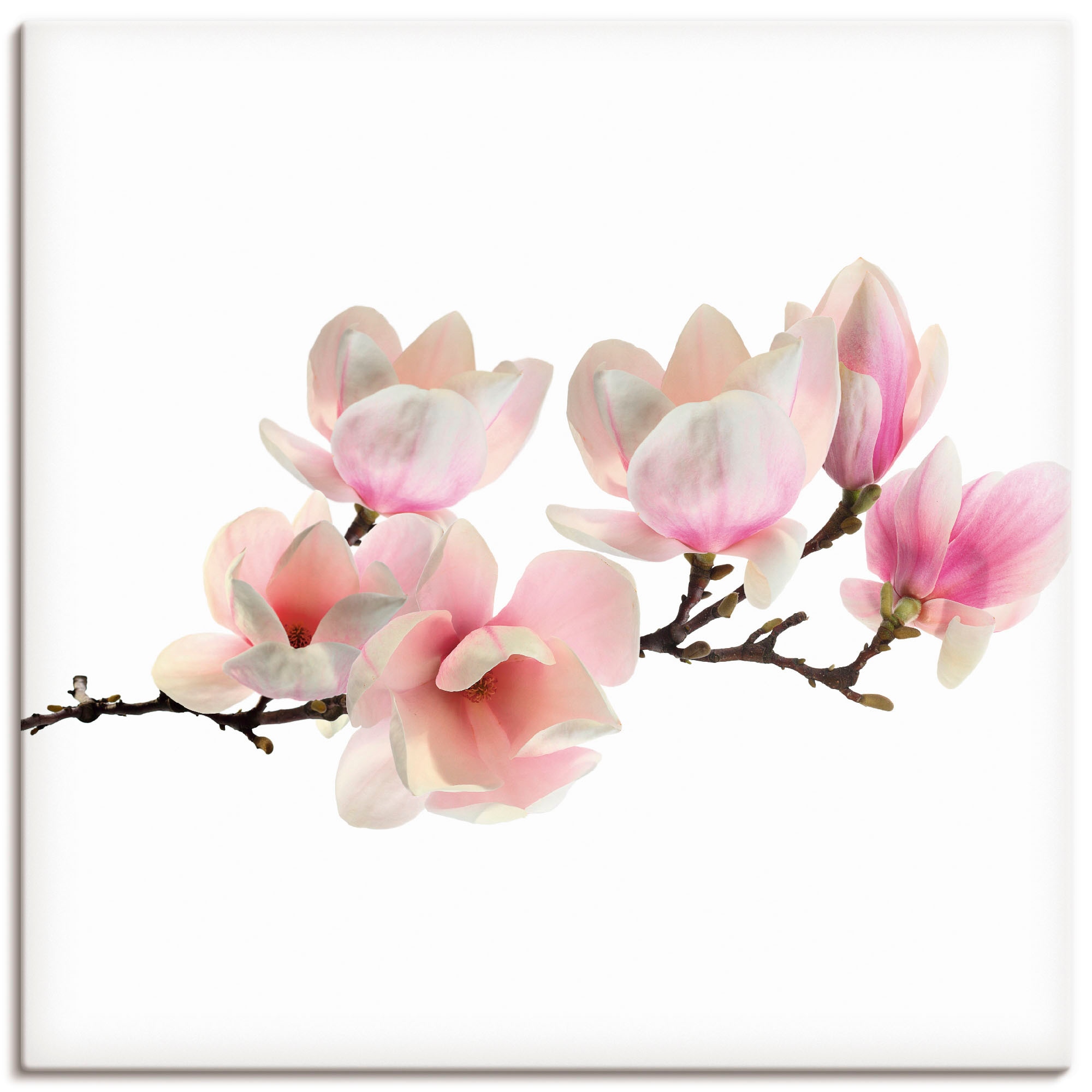 Image of Artland Leinwandbild "Magnolie" Blumen 1 Stk. tlg. auf Holzrahmen gespannt