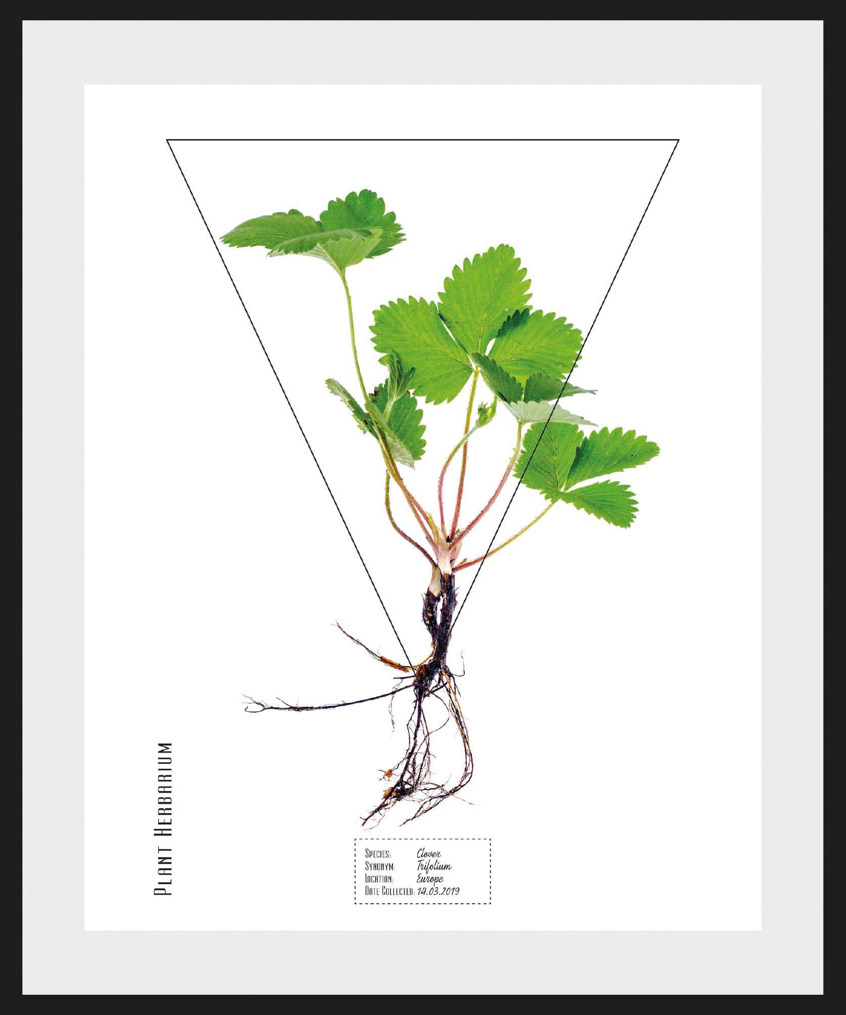 Image of andas Bild »Pflanze Clover«, mit Rahmen bei Ackermann Versand Schweiz