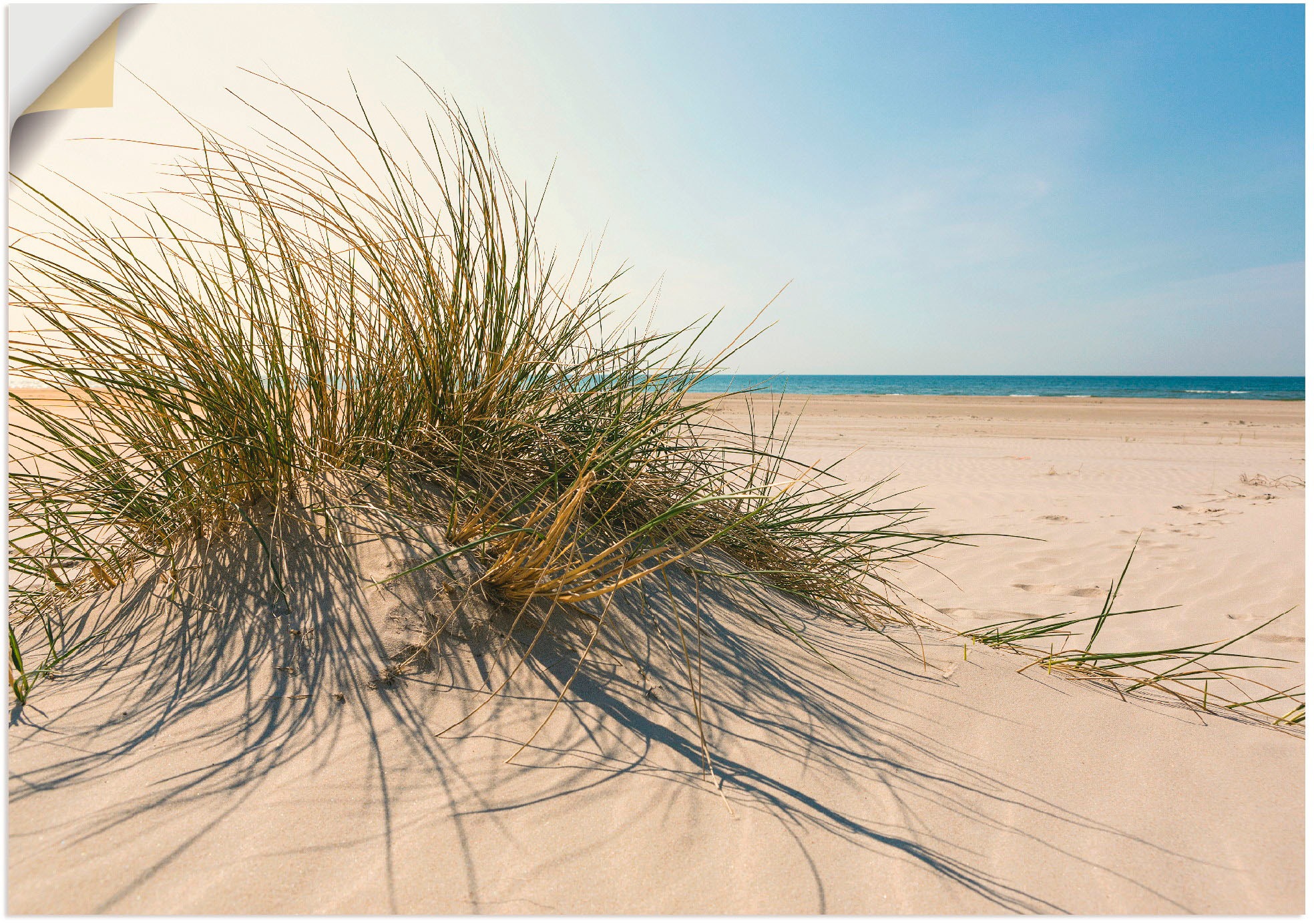 Image of Artland Wandbild »Strandgras«, Küste, (1 St.), in vielen Grössen & Produktarten - Alubild / Outdoorbild für den Aussenbereich, Leinwandbild, Poster, Wandaufkleber / Wandtattoo auch für Badezimmer geeignet bei Ackermann Versand Schweiz