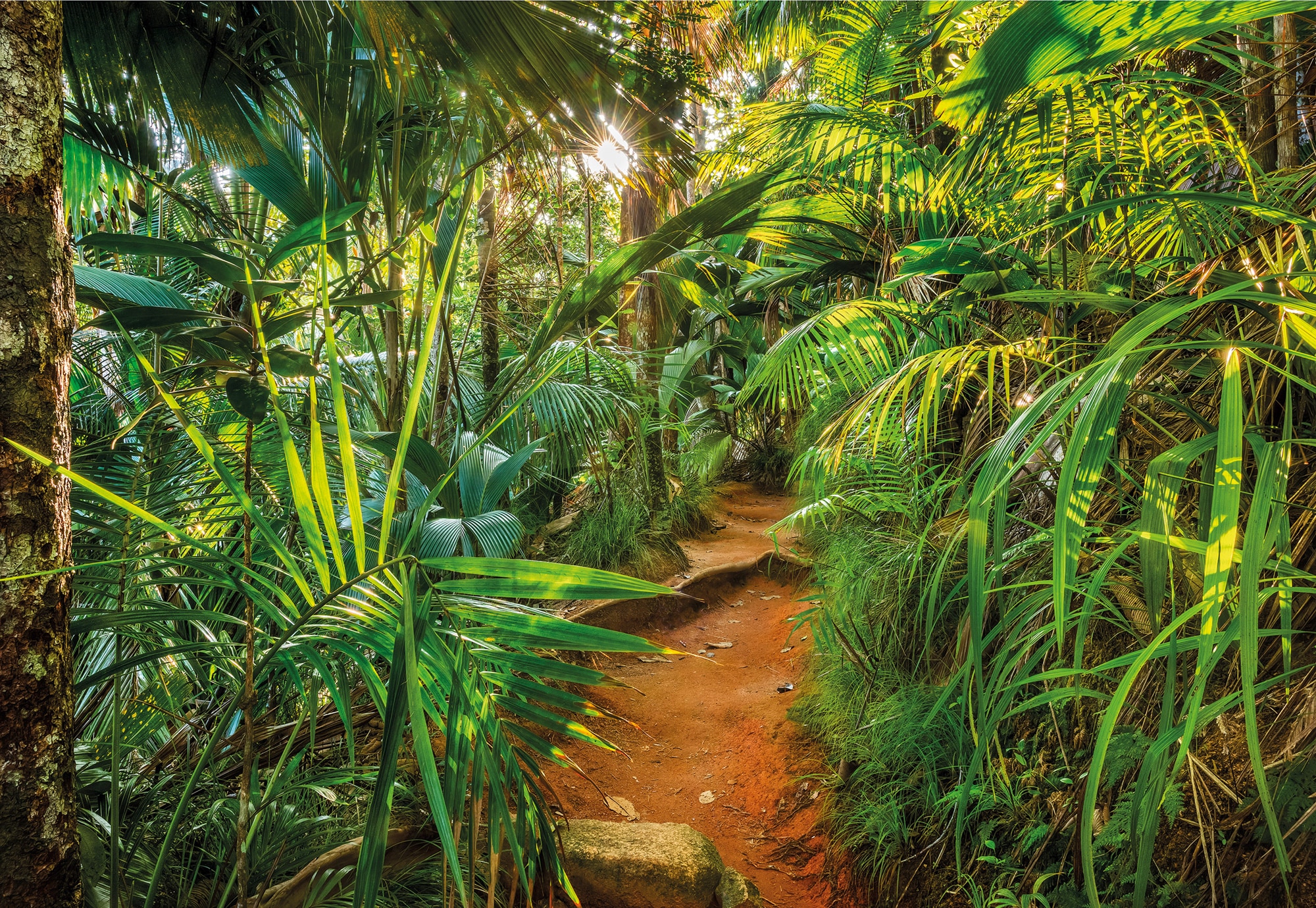 Image of Komar Fototapete "Jungle Trail - Grösse 368 x 254 cm" bedruckt glatt Wohnzimmer, Schlafzimmer
