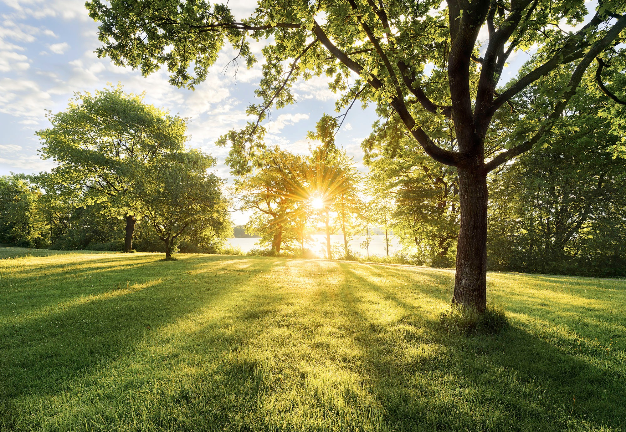 Image of Komar Fototapete »Golden Moment«, bedruckt-Wald-geblümt, ausgezeichnet lichtbeständig bei Ackermann Versand Schweiz