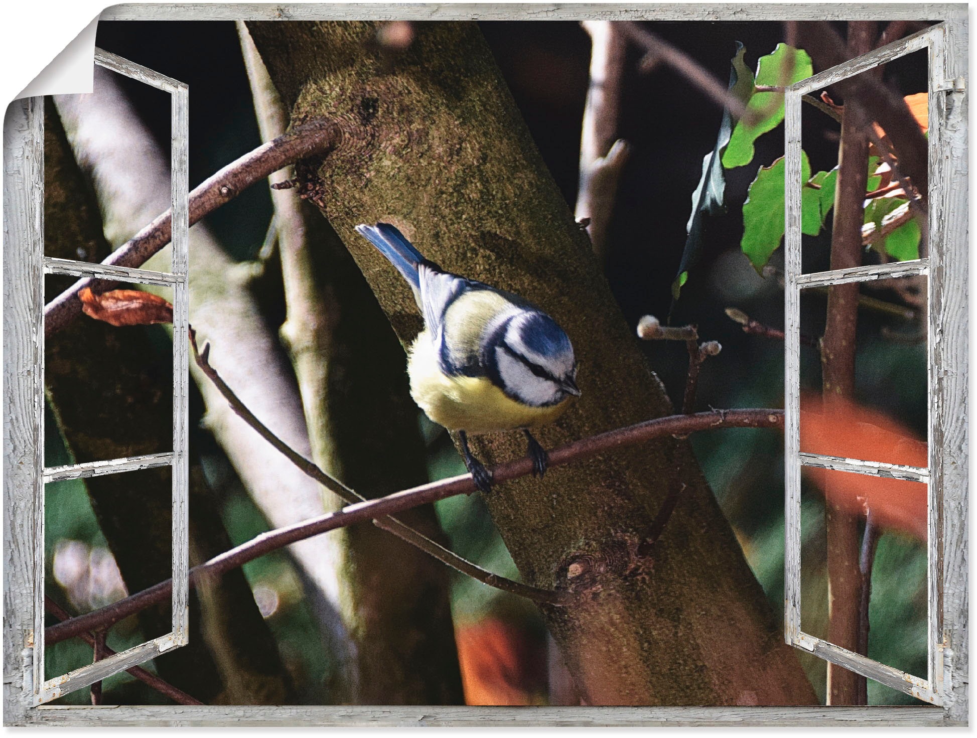 Image of Artland Wandbild »Fensterblick - Blaumeise«, Vögel, (1 St.), in vielen Grössen & Produktarten - Alubild / Outdoorbild für den Aussenbereich, Leinwandbild, Poster, Wandaufkleber / Wandtattoo auch für Badezimmer geeignet bei Ackermann Versand Schweiz