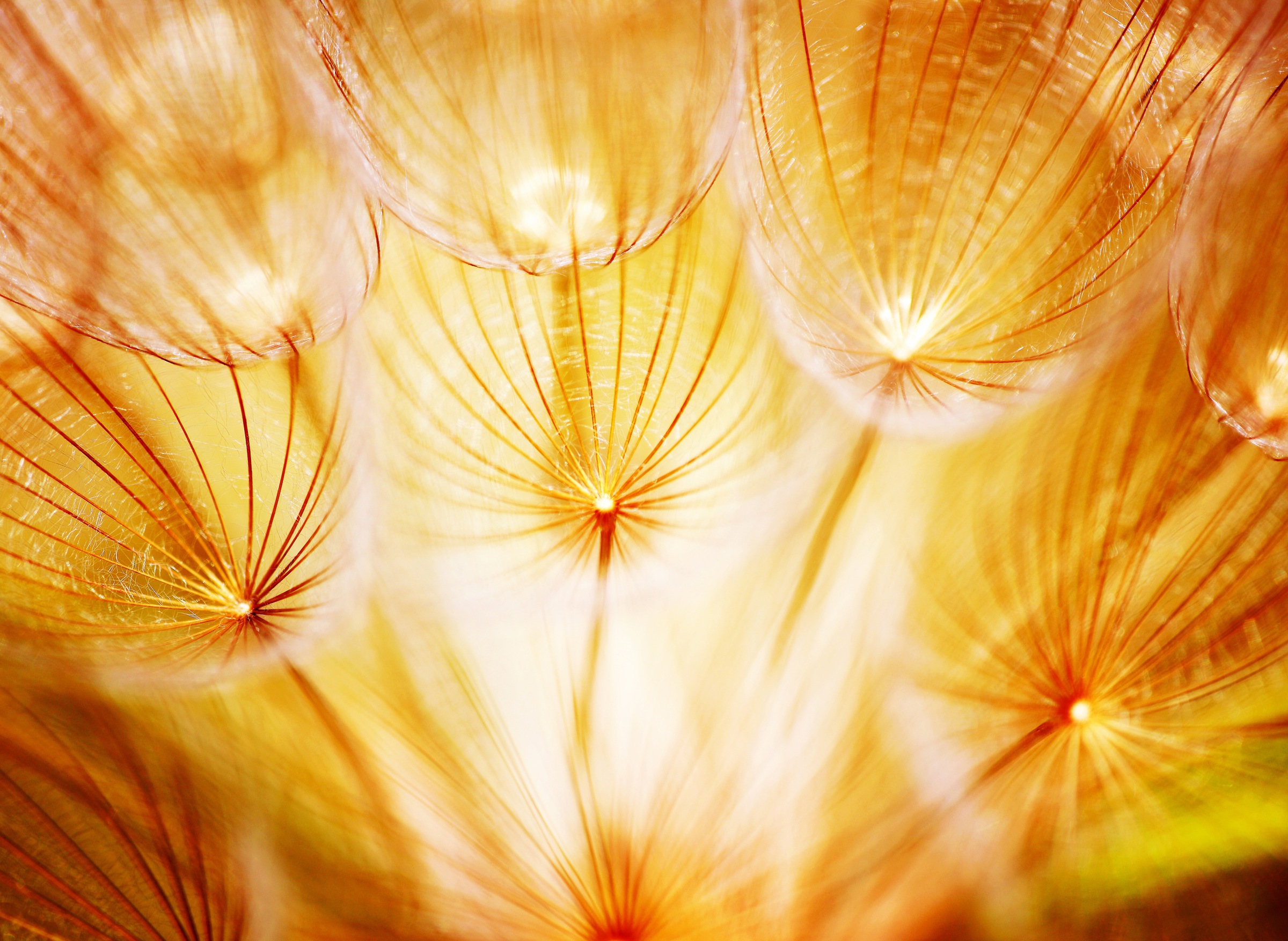 Image of Papermoon Fototapete »Soft Dandelion Flowers« bei Ackermann Versand Schweiz