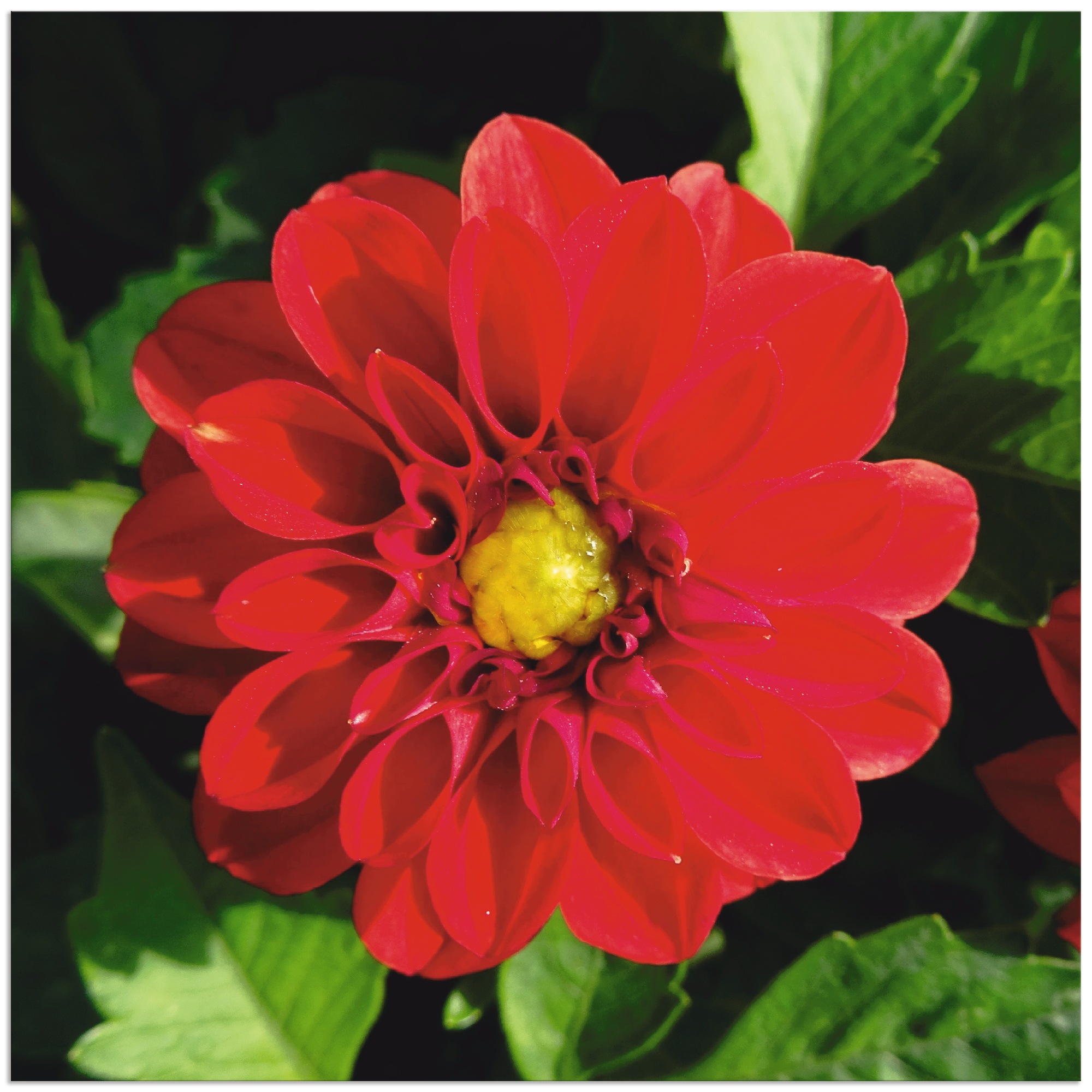 Image of Artland Wandbild »Rote Dahlienblüte«, Blumen, (1 St.), in vielen Grössen & Produktarten - Alubild / Outdoorbild für den Aussenbereich, Leinwandbild, Poster, Wandaufkleber / Wandtattoo auch für Badezimmer geeignet bei Ackermann Versand Schweiz