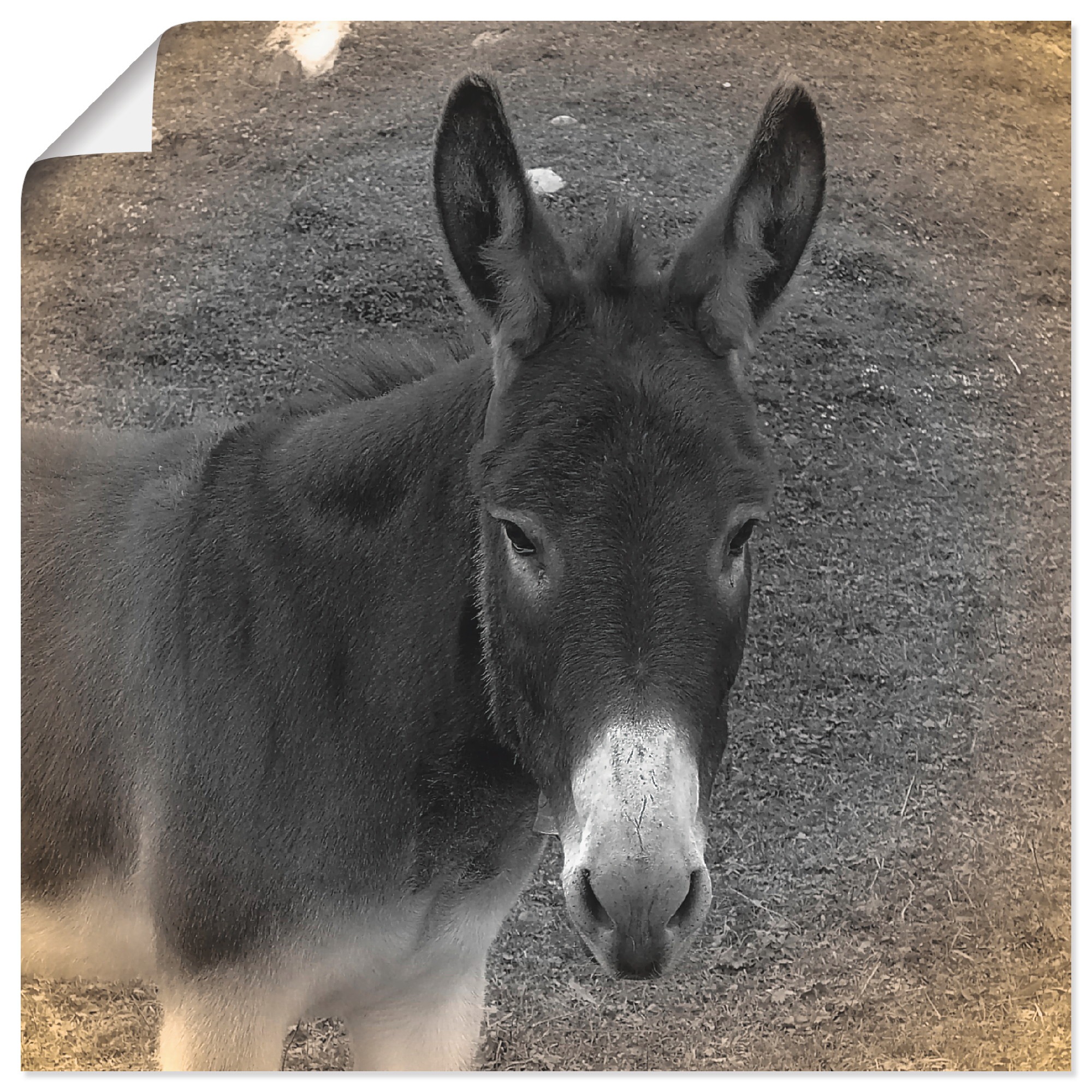 Image of Artland Wandbild »Esel Kontakt«, Haustiere, (1 St.), in vielen Grössen & Produktarten - Alubild / Outdoorbild für den Aussenbereich, Leinwandbild, Poster, Wandaufkleber / Wandtattoo auch für Badezimmer geeignet bei Ackermann Versand Schweiz