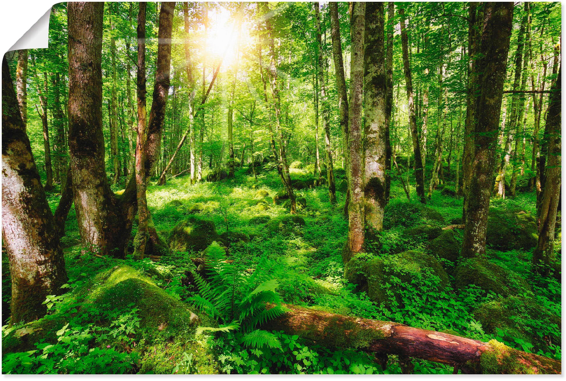 (1 Poster Wandaufkleber »Wald«, oder Grössen Alubild, in kaufen Wald, Artland versch. Leinwandbild, als Wandbild St.),