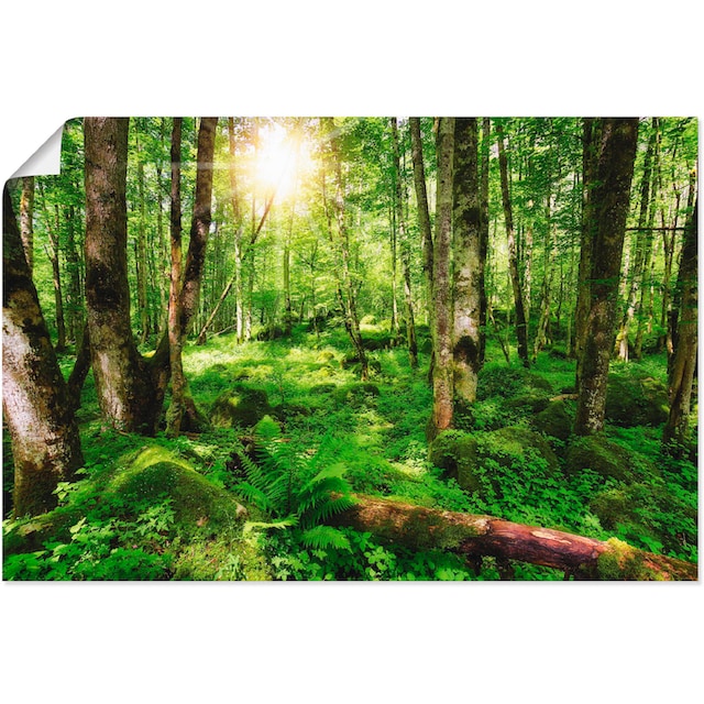 Artland Wandbild »Wald«, Wald, (1 St.), als Alubild, Leinwandbild,  Wandaufkleber oder Poster in versch. Grössen kaufen