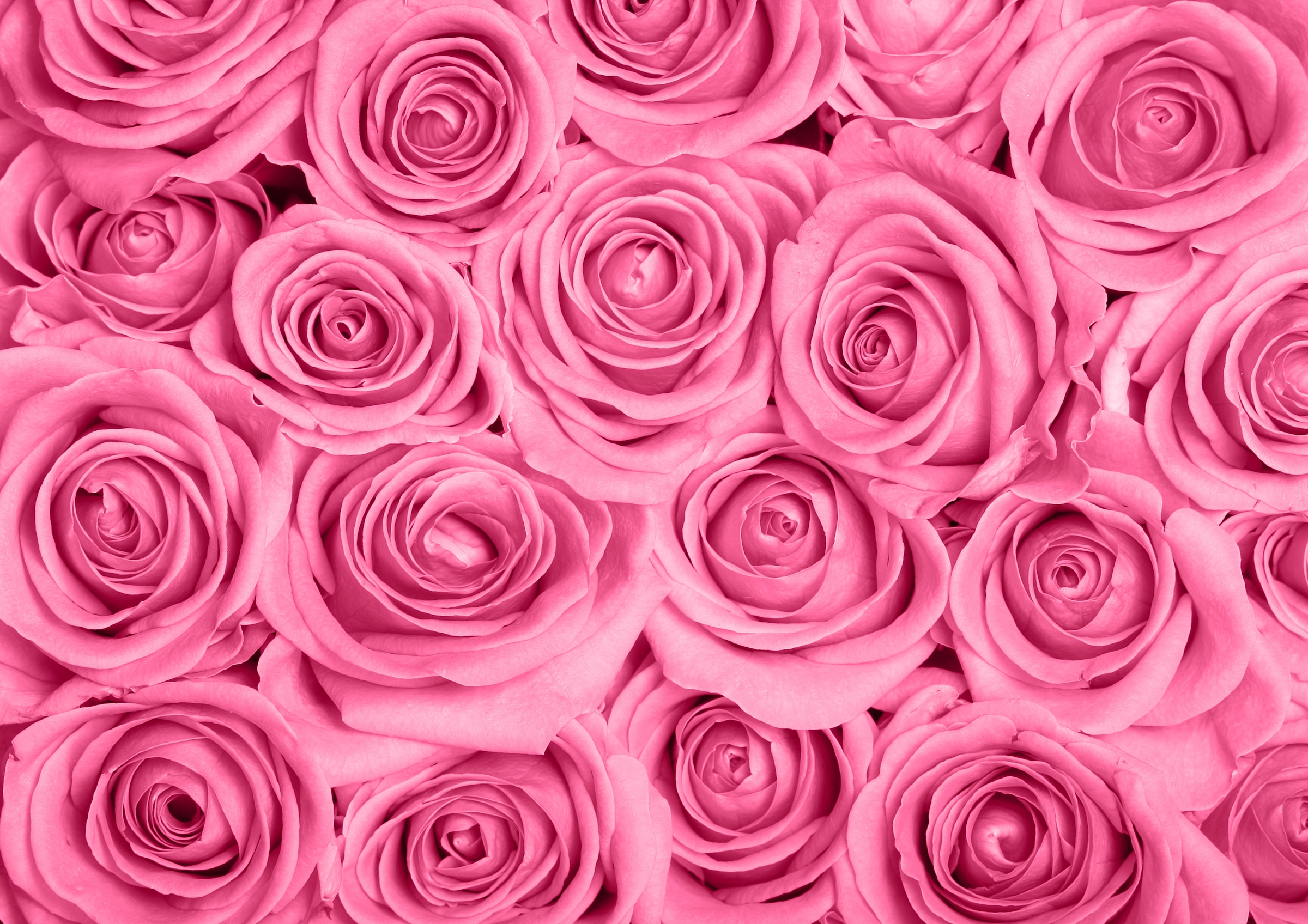 Image of Papermoon Fototapete "Pink Roses" glatt