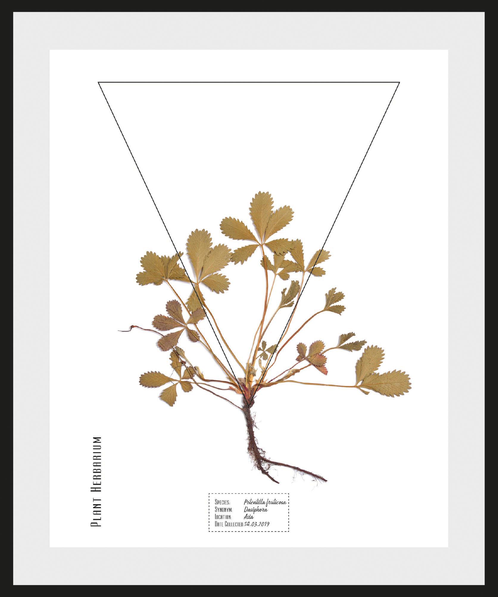 Image of andas Bild »Pflanze Potentilla fruticosa«, mit Rahmen bei Ackermann Versand Schweiz