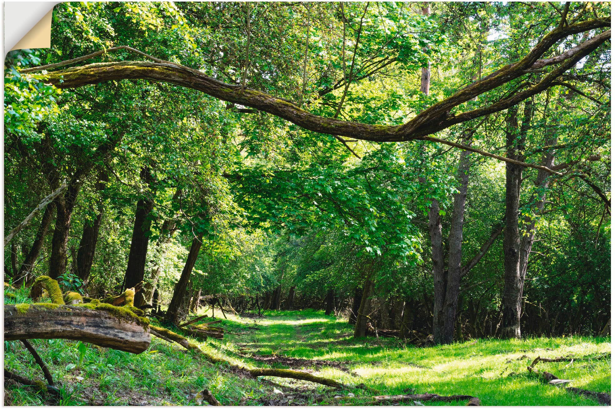 Image of Artland Wandbild »Auf grünem Weg durch den grünen Wald«, Wald, (1 St.), in vielen Grössen & Produktarten - Alubild / Outdoorbild für den Aussenbereich, Leinwandbild, Poster, Wandaufkleber / Wandtattoo auch für Badezimmer geeignet bei Ackermann Versand Sch