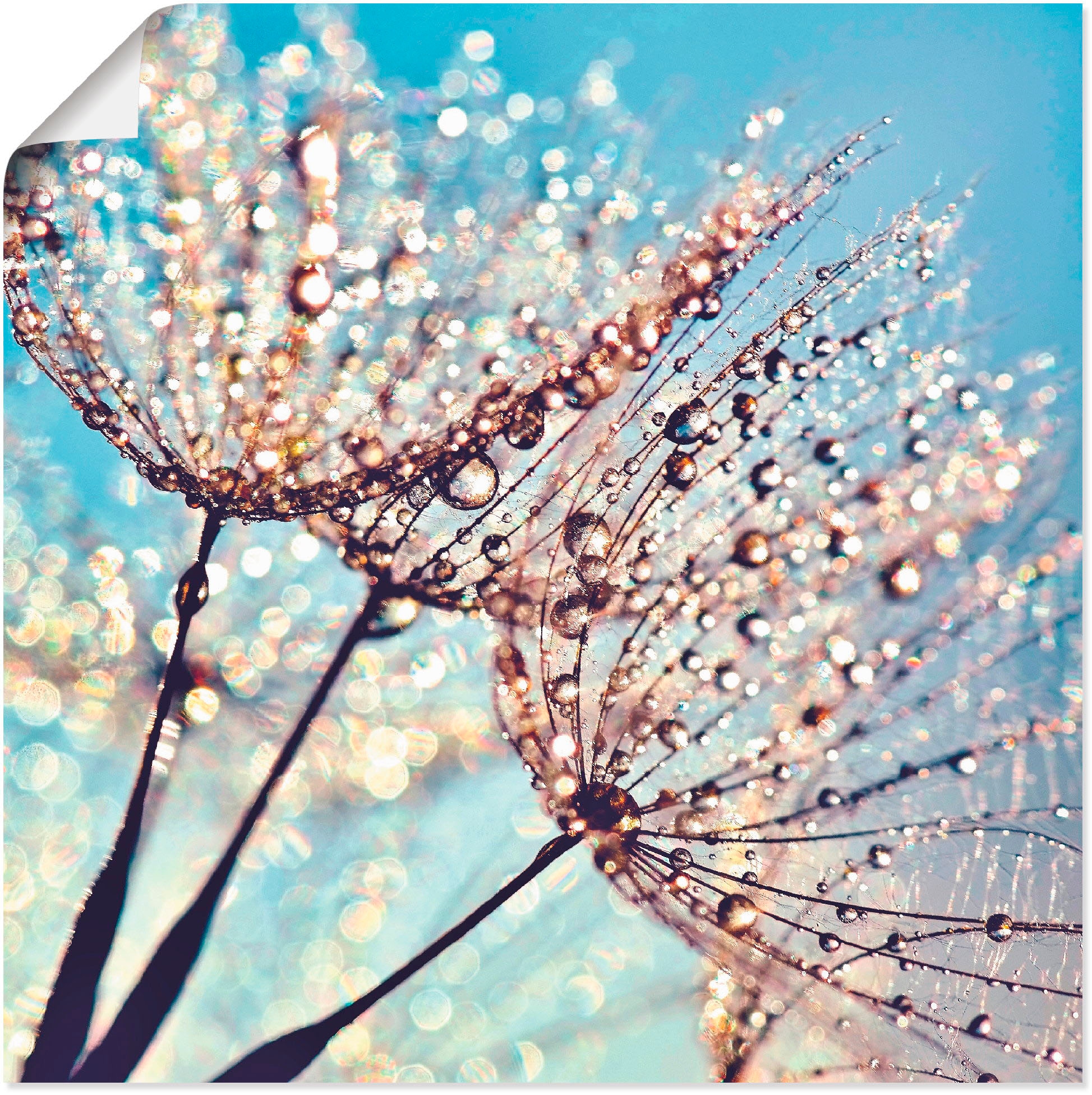 Image of Artland Poster "Pusteblume Tröpfchenfänger" Blumen 1 Stk. tlg. ohne Rahmen