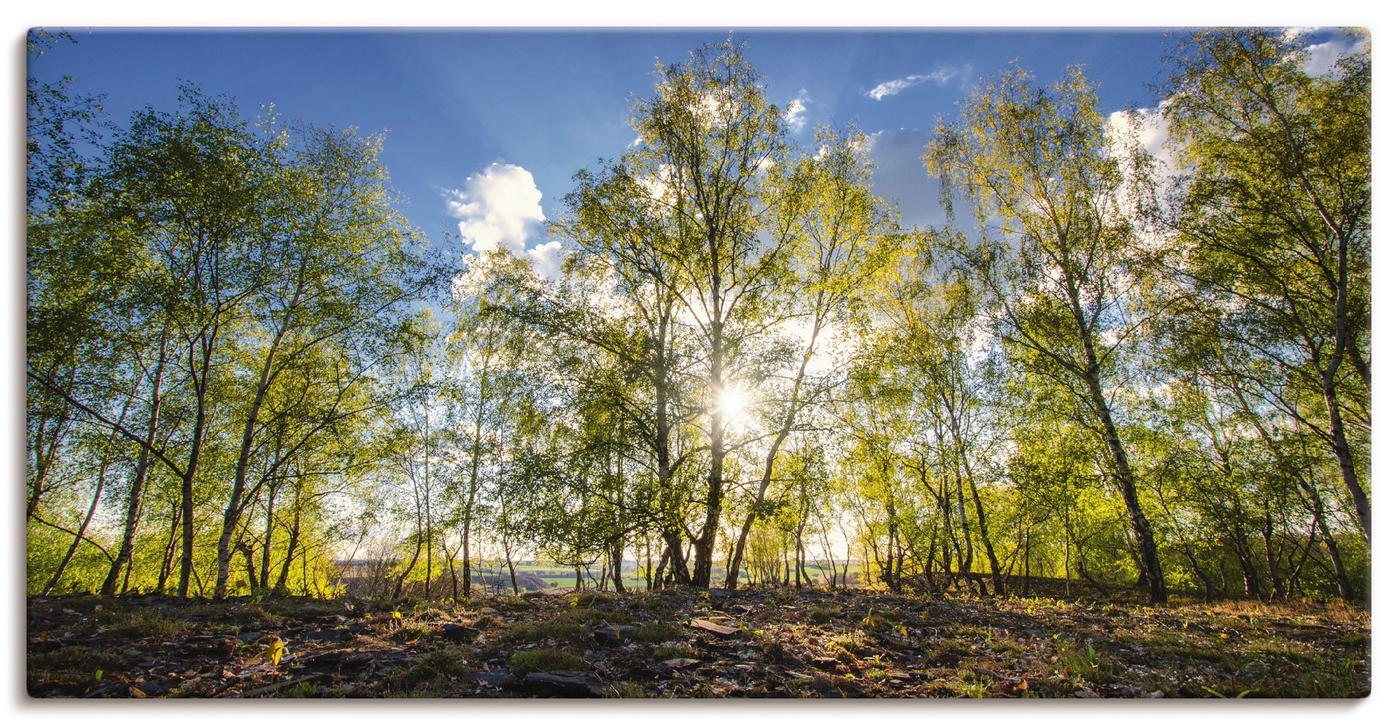 Image of Artland Leinwandbild "Frühlingssonne" Wald 1 Stk. tlg. auf Holzrahmen gespannt