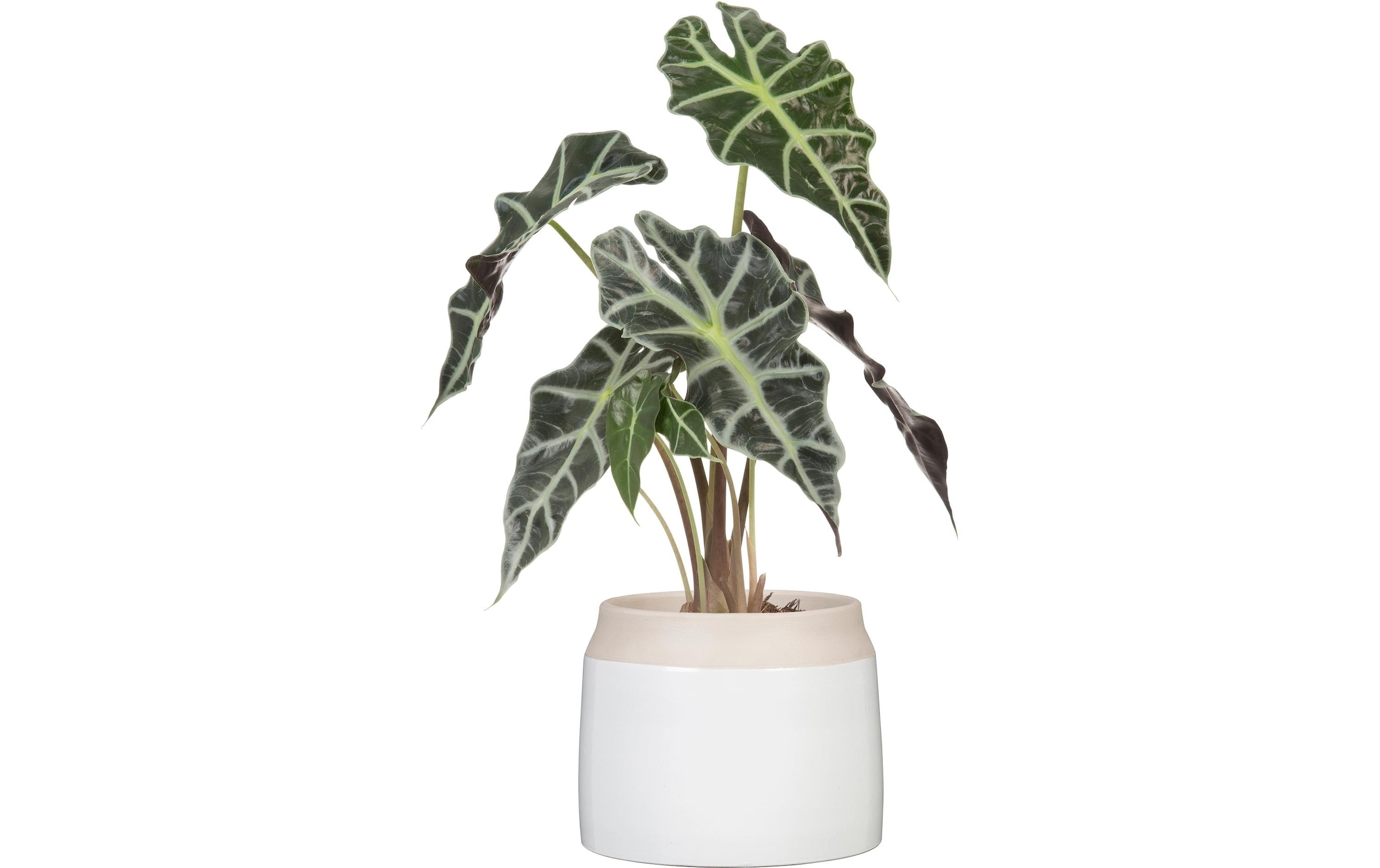 Scheurich Blumentopf »Blanco«