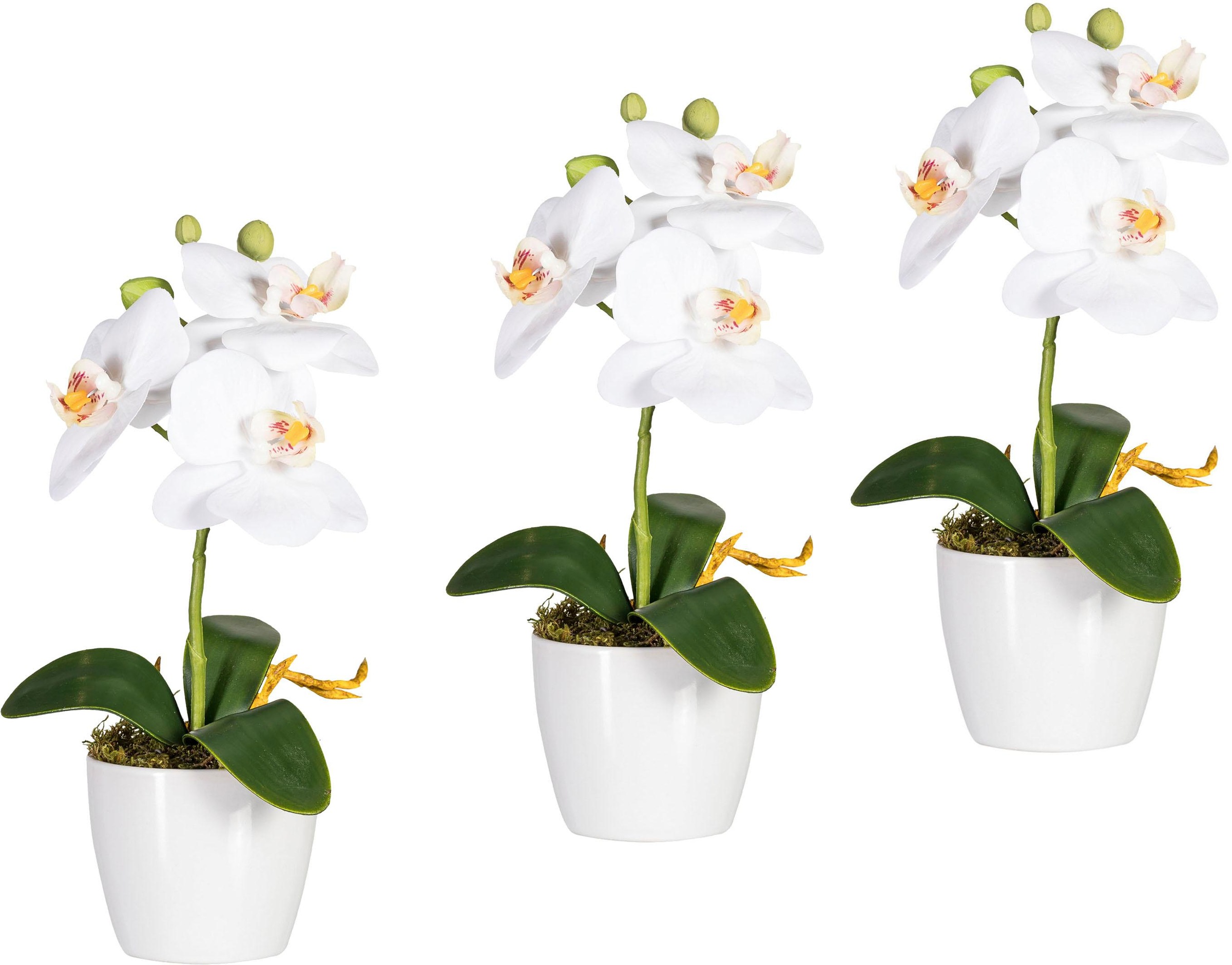 Image of Creativ green Kunstpflanze »Phalaenopsis«, (Set, 3 St.), 3er-Set bei Ackermann Versand Schweiz