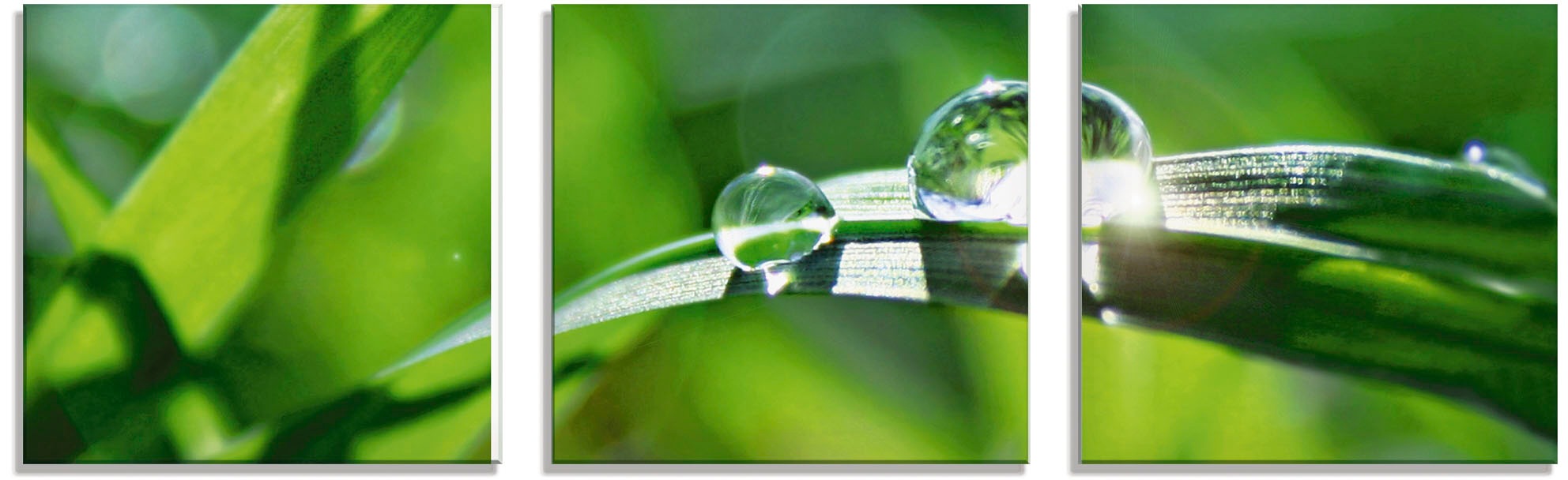 Image of Artland Glasbild »Grüner Hintergrund mit Gras«, Gräser, (3 St.) bei Ackermann Versand Schweiz