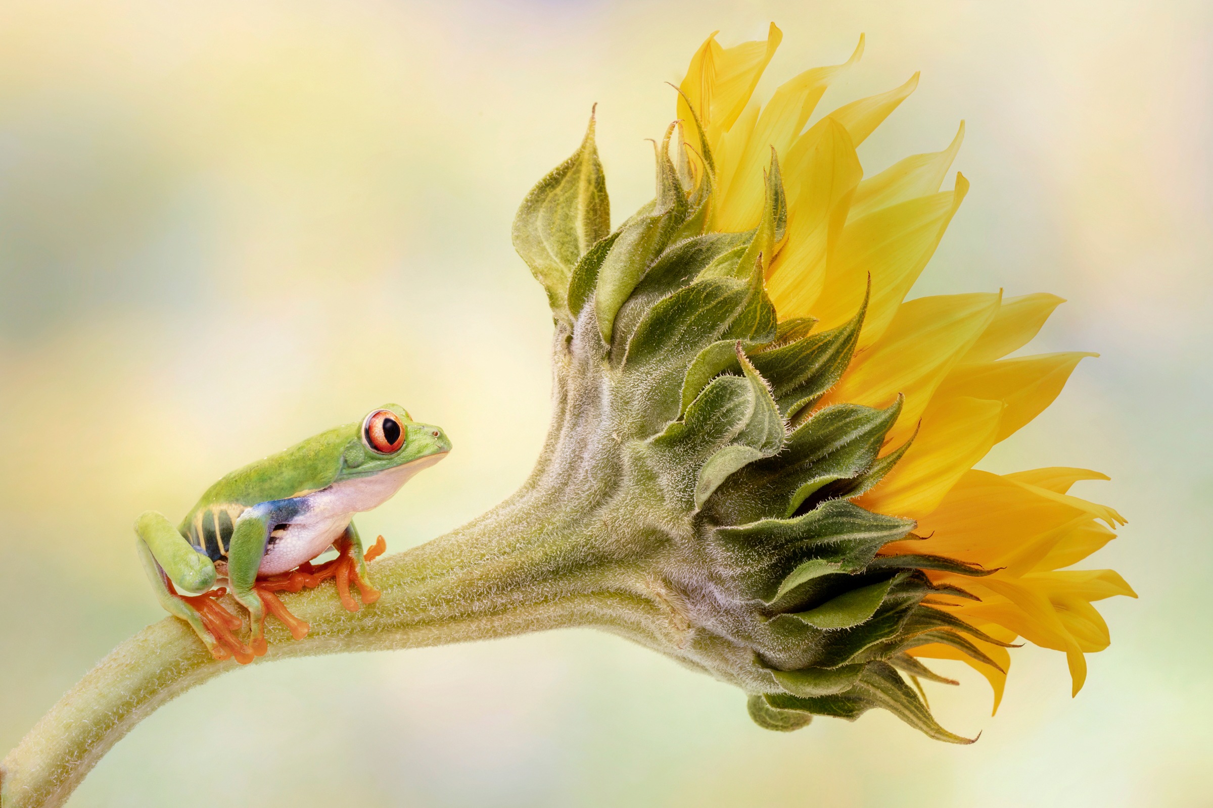 Image of Papermoon Fototapete »Photo-Art LINDA D LESTER, ROTERÄUGIGER BAUMFROSCH AUF EINER SONNENBLUME«, Vliestapete, hochwertiger Digitaldruck, inklusive Kleister bei Ackermann Versand Schweiz