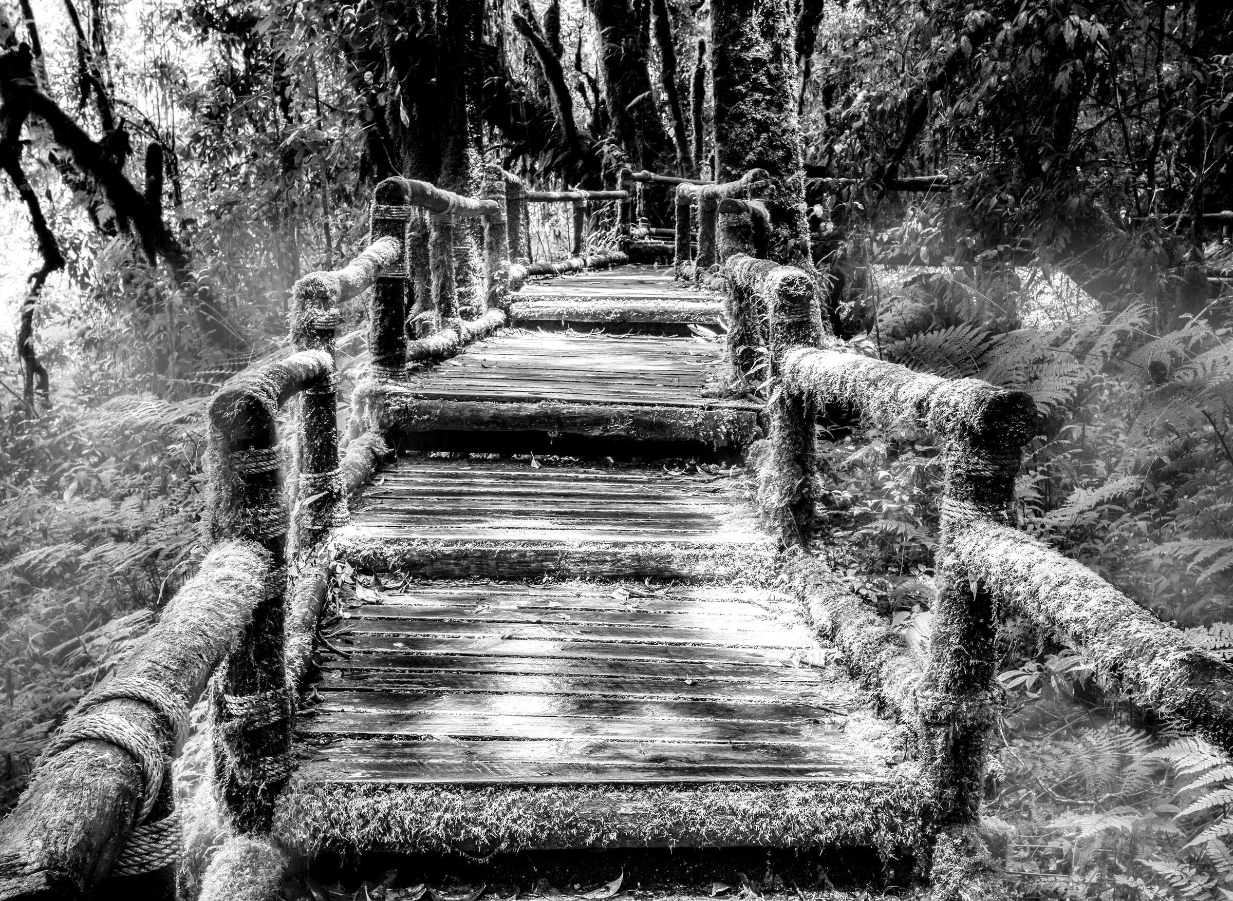Image of Papermoon Fototapete »Waldbrücke Schwarz & Weiss«, Vliestapete, hochwertiger Digitaldruck, inklusive Kleister bei Ackermann Versand Schweiz