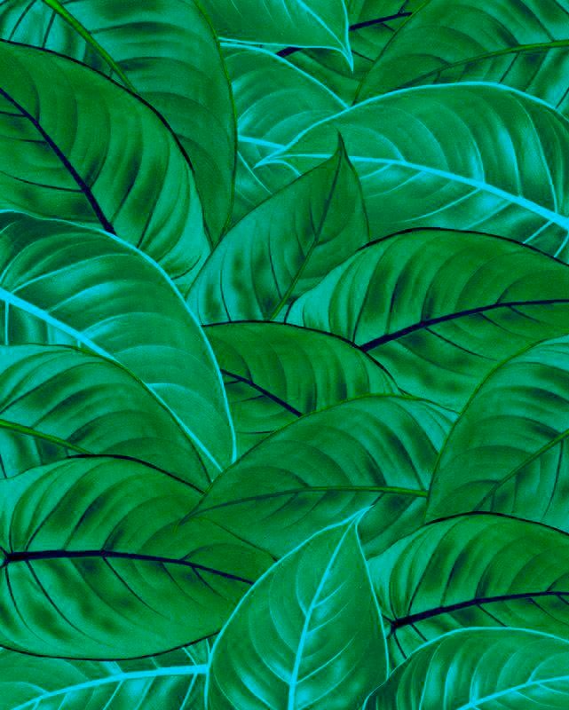 Image of Komar Vliestapete "Digitaldruck Vlies - Jungle Leaves - Grösse 200 x 250 cm" bedruckt glatt Wohnzimmer, Schlafzimmer