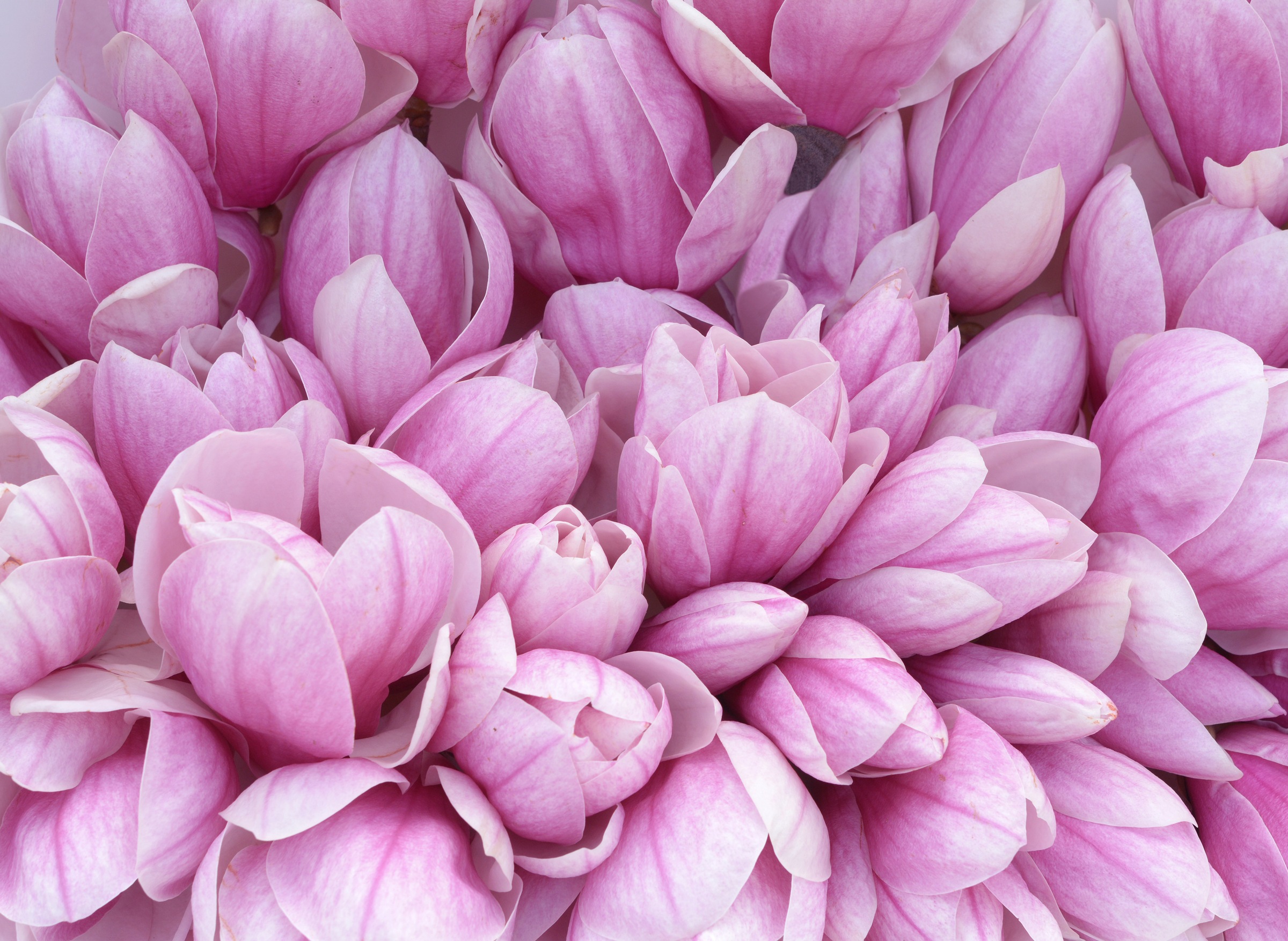 Image of Papermoon Fototapete »Pink Magnolia« bei Ackermann Versand Schweiz