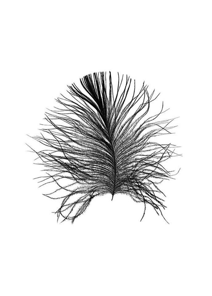 Image of Komar Poster »Feather White«, Federn, Höhe: 70cm bei Ackermann Versand Schweiz