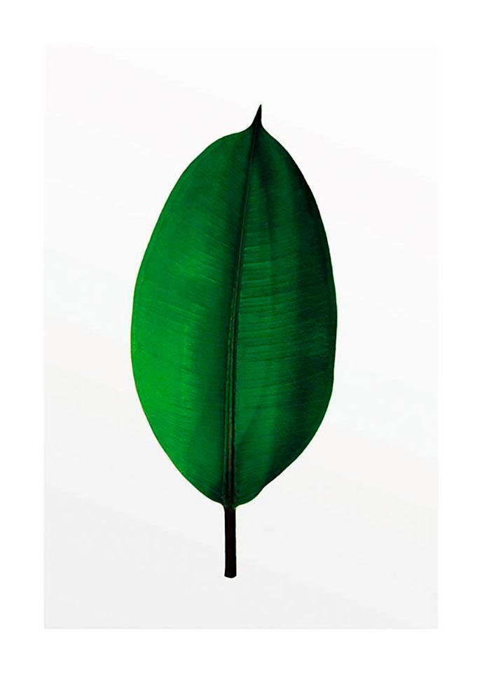 Image of Komar Poster »Ficus Leaf«, Pflanzen-Blätter, Höhe: 50cm bei Ackermann Versand Schweiz