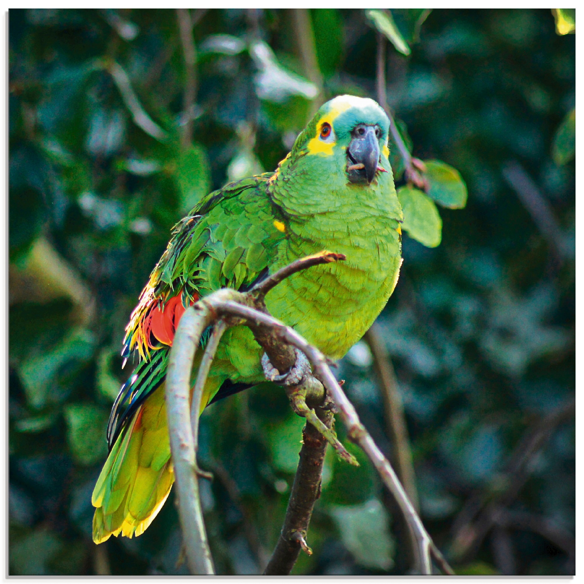 Image of Artland Glasbild »Blaustirnamazone«, Vögel, (1 St.) bei Ackermann Versand Schweiz