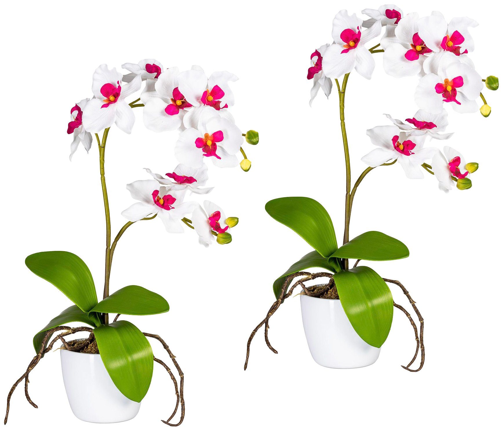 Kunstorchidee green kaufen Creativ »Phalaenopsis«